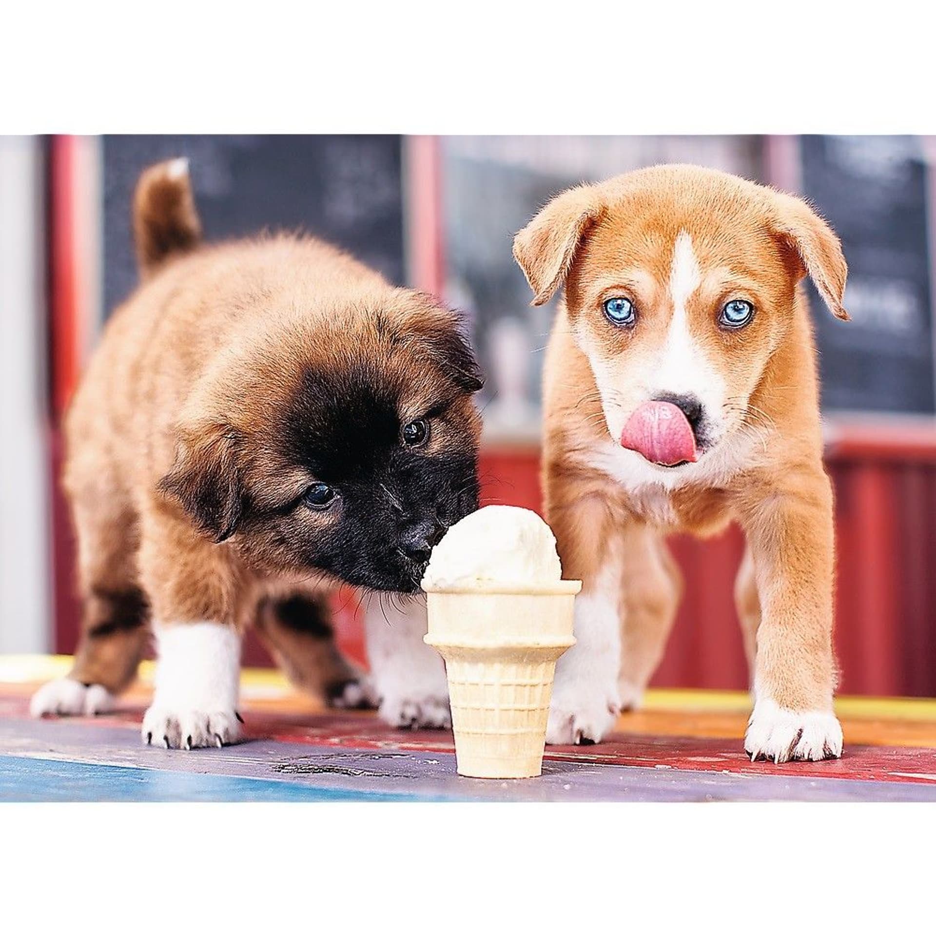 

Puzzle 500 elementów Pora na lody