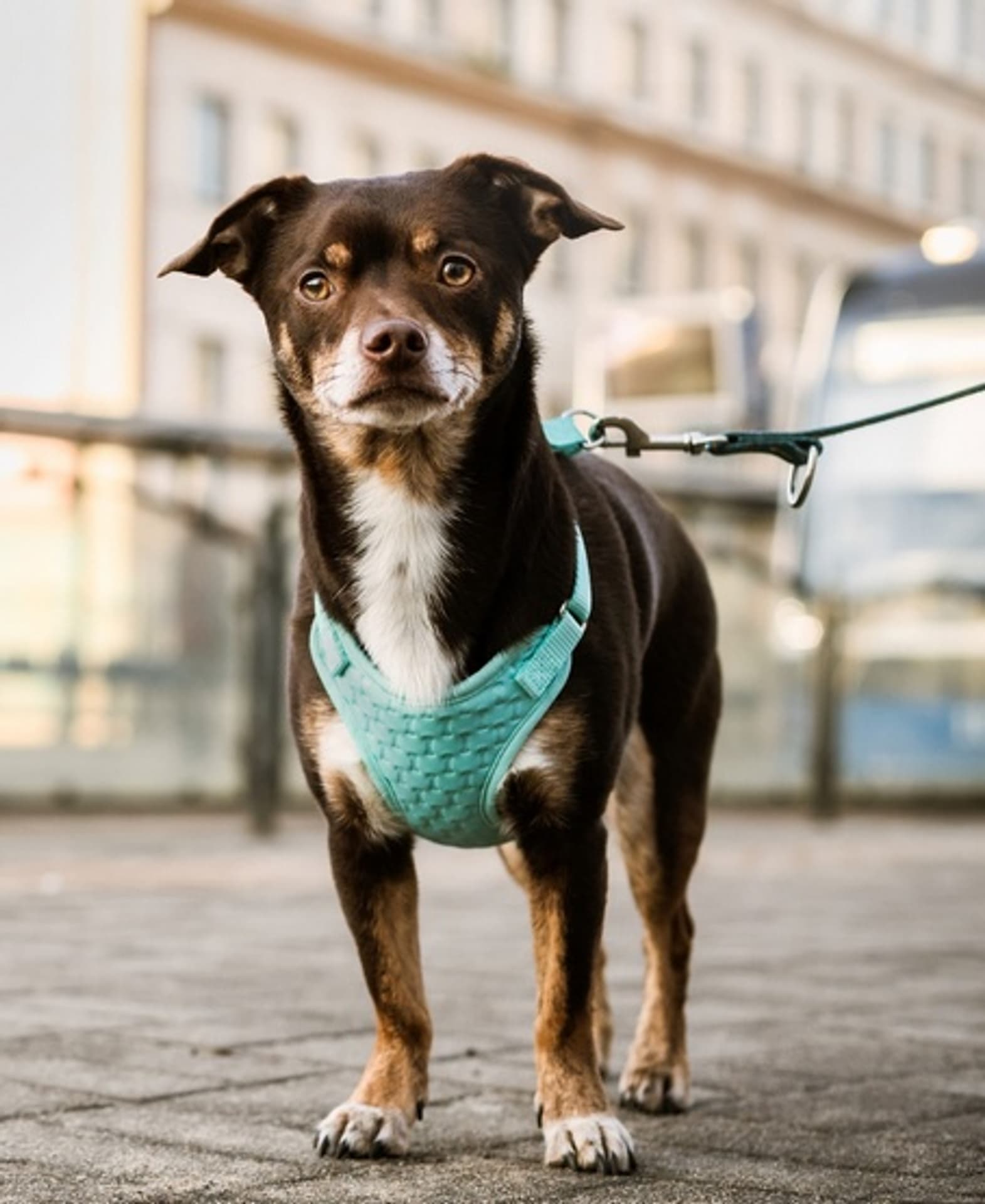 

Dingo Szelki bezuciskowe z dwupaskową regulacją M miętowe