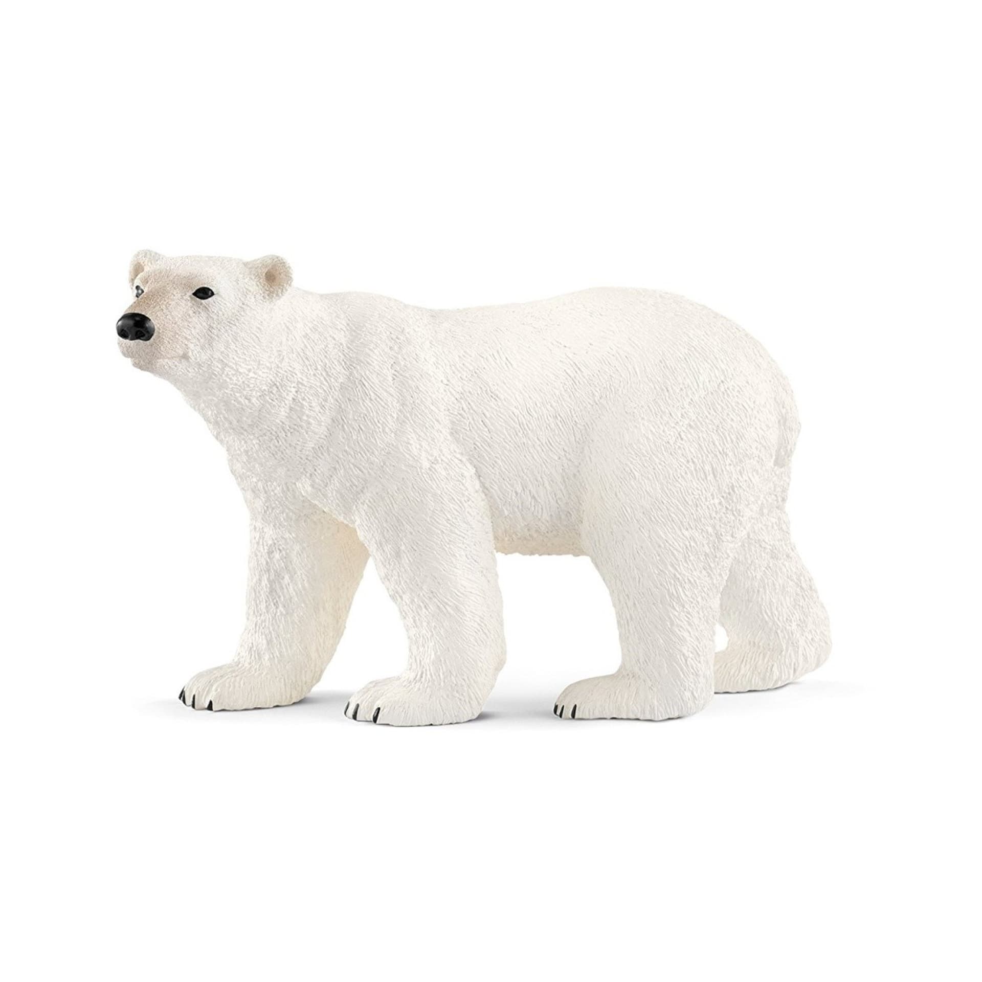 

Niedźwiedź polarny