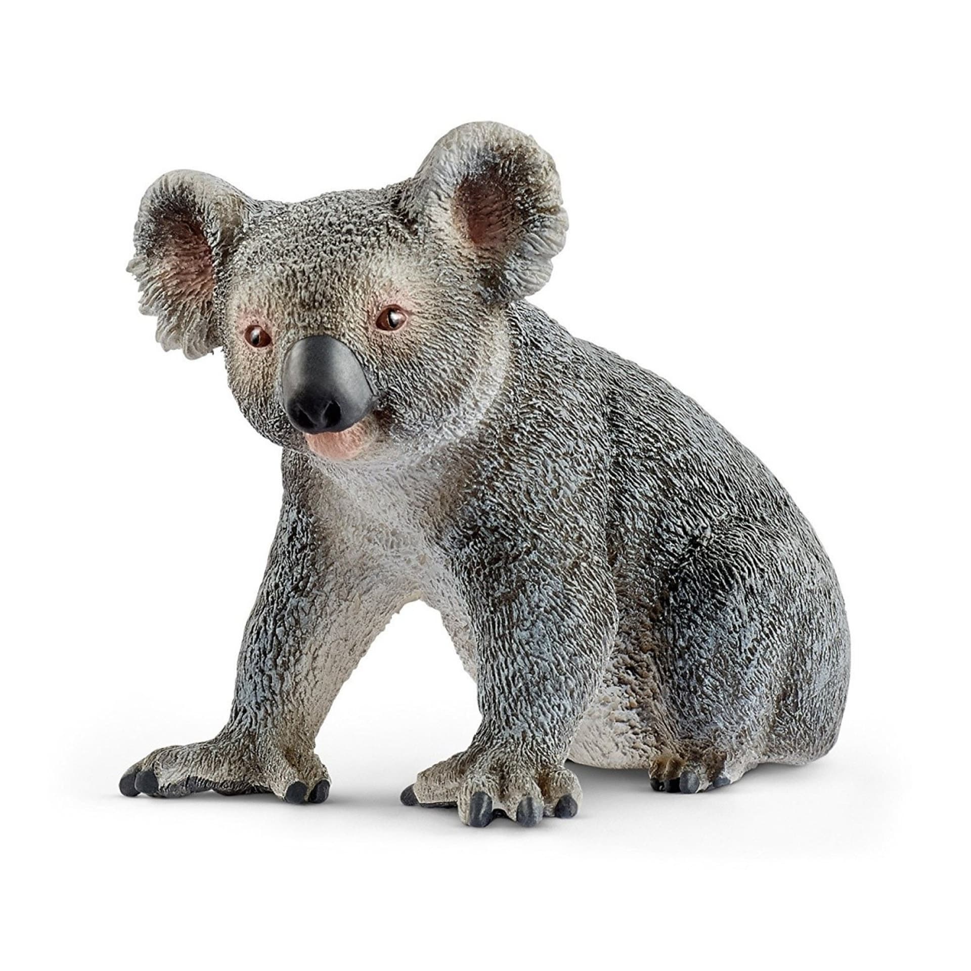 

Miś koala