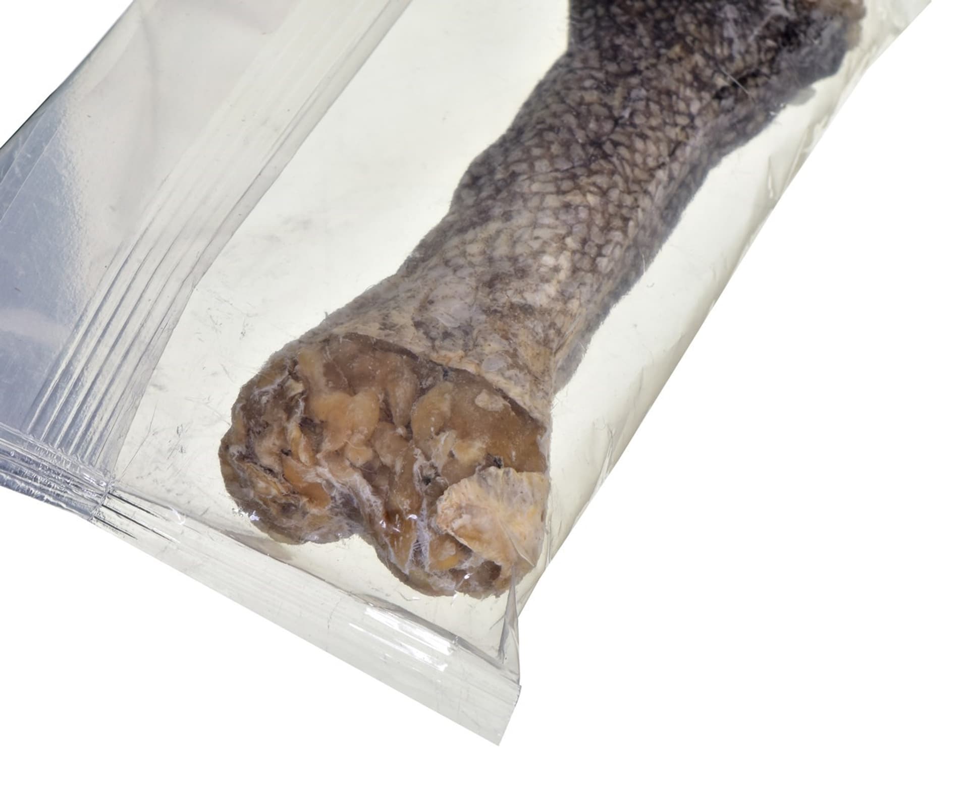 

John Dog Kość do żucia z dorszem w skórze z dorsza 12cm / 1 szt