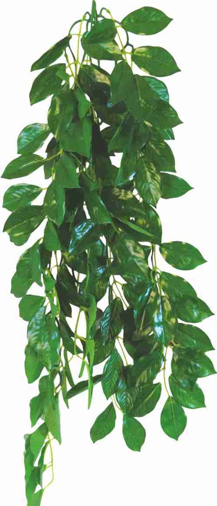 

Roślina do terrarium Terra Ficus Happet 50cm