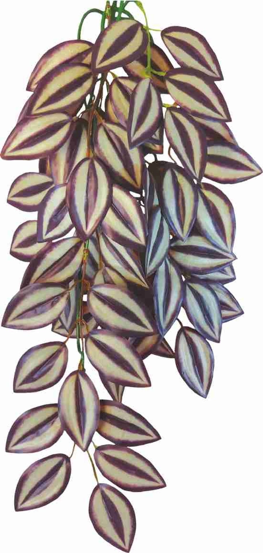 

Roślina do terrarium Tradescantia Zebrina Happet