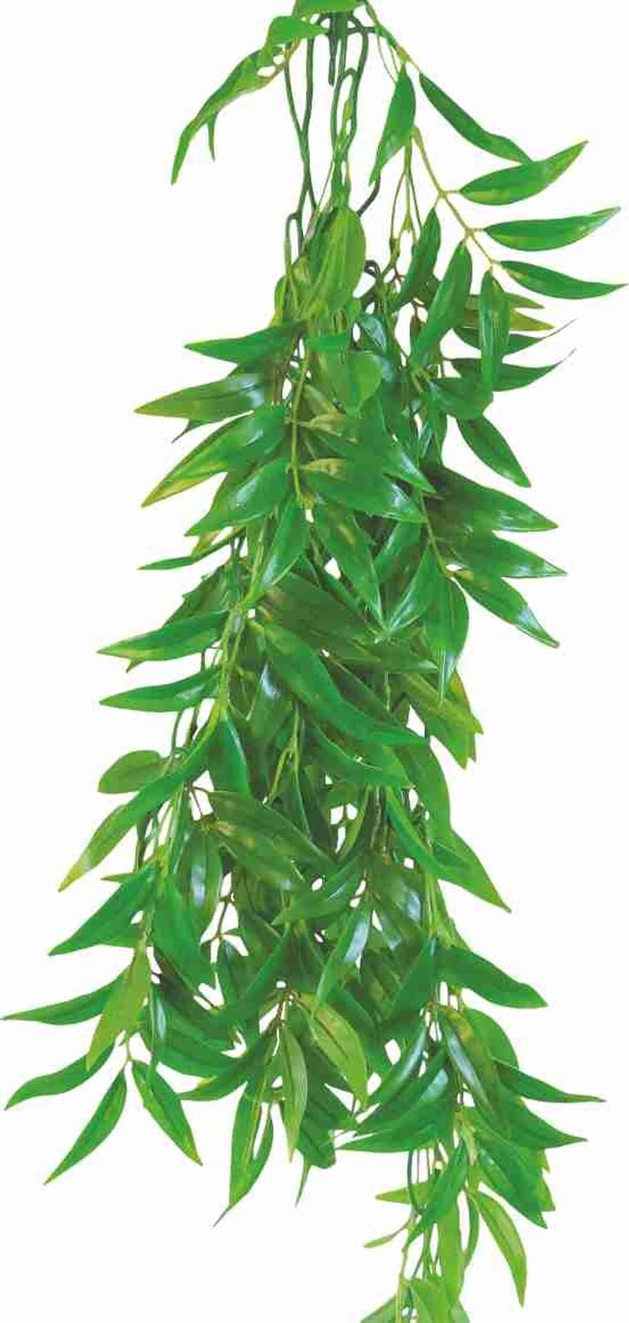 

Roślina do terrarium Ficus Longifolia Happet 50cm