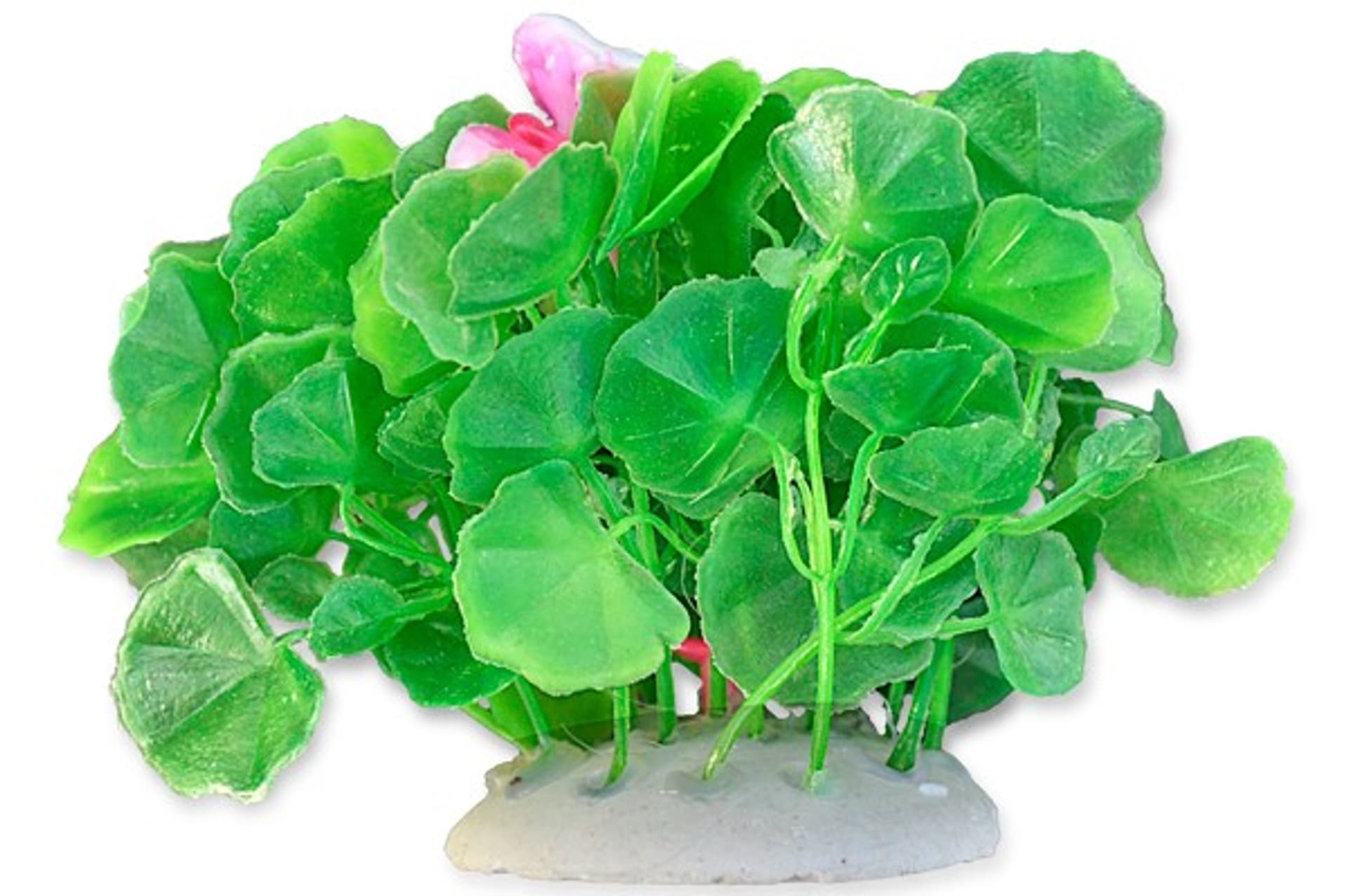 

Roślina folia 10cm 1f01 Happet