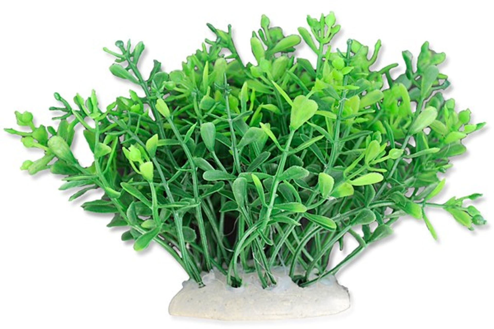 

Roślina folia 10cm 1f07 Happet