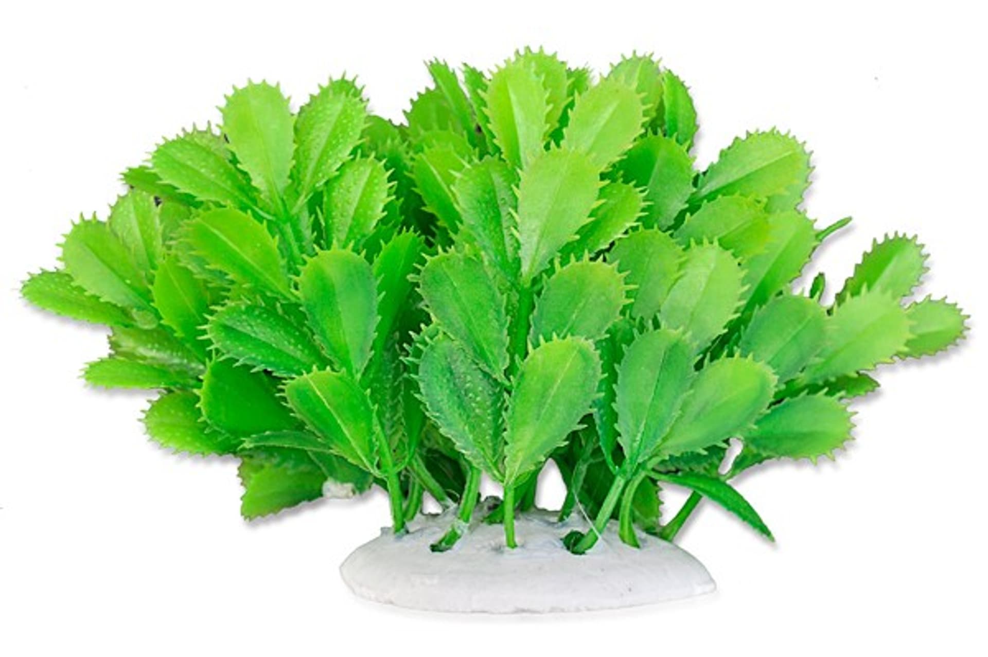 

Roślina folia 10cm 1f10 Happet