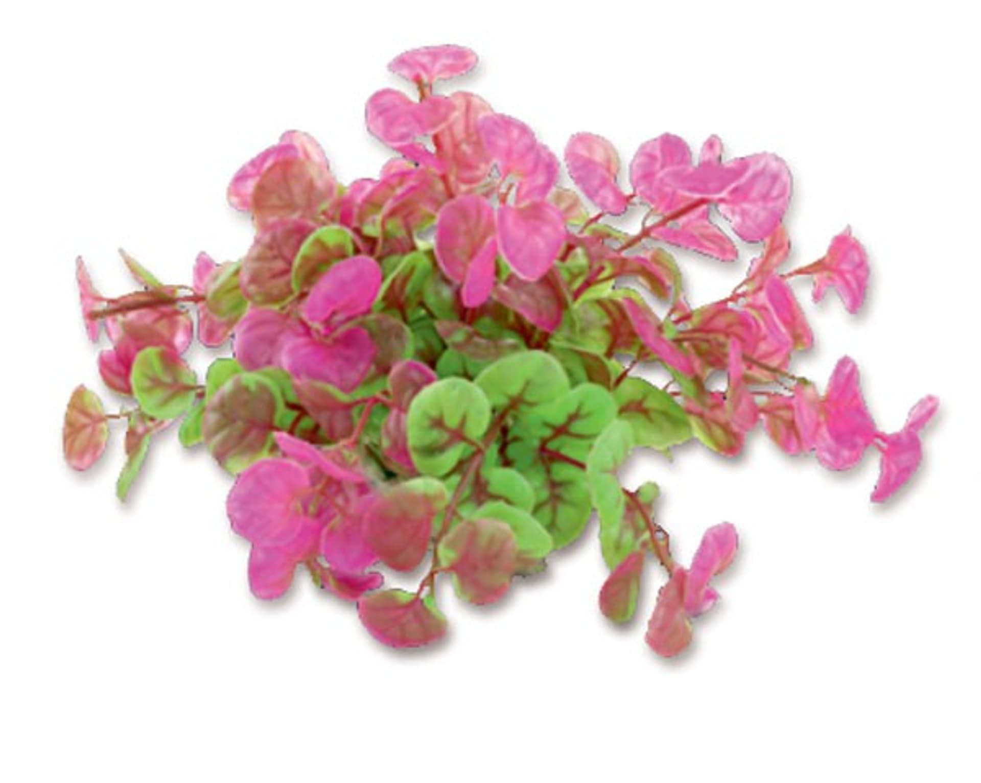 

Roślina folia 10cm 1f11 Happet