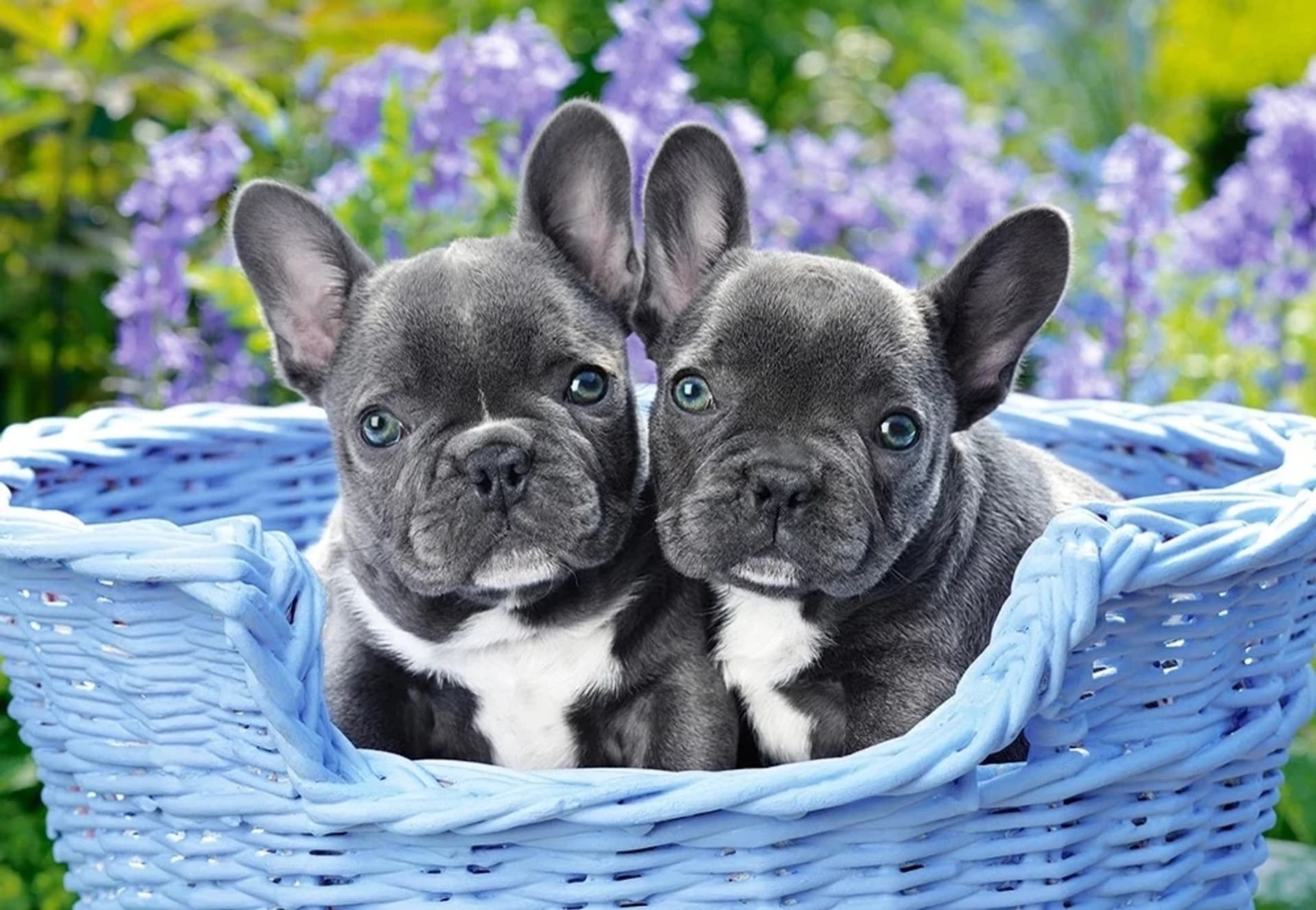 

CASTORLAND Puzzle układanka 1000 elementów French Bulldog Puppies - Buldogi francuskie 68x47cm
