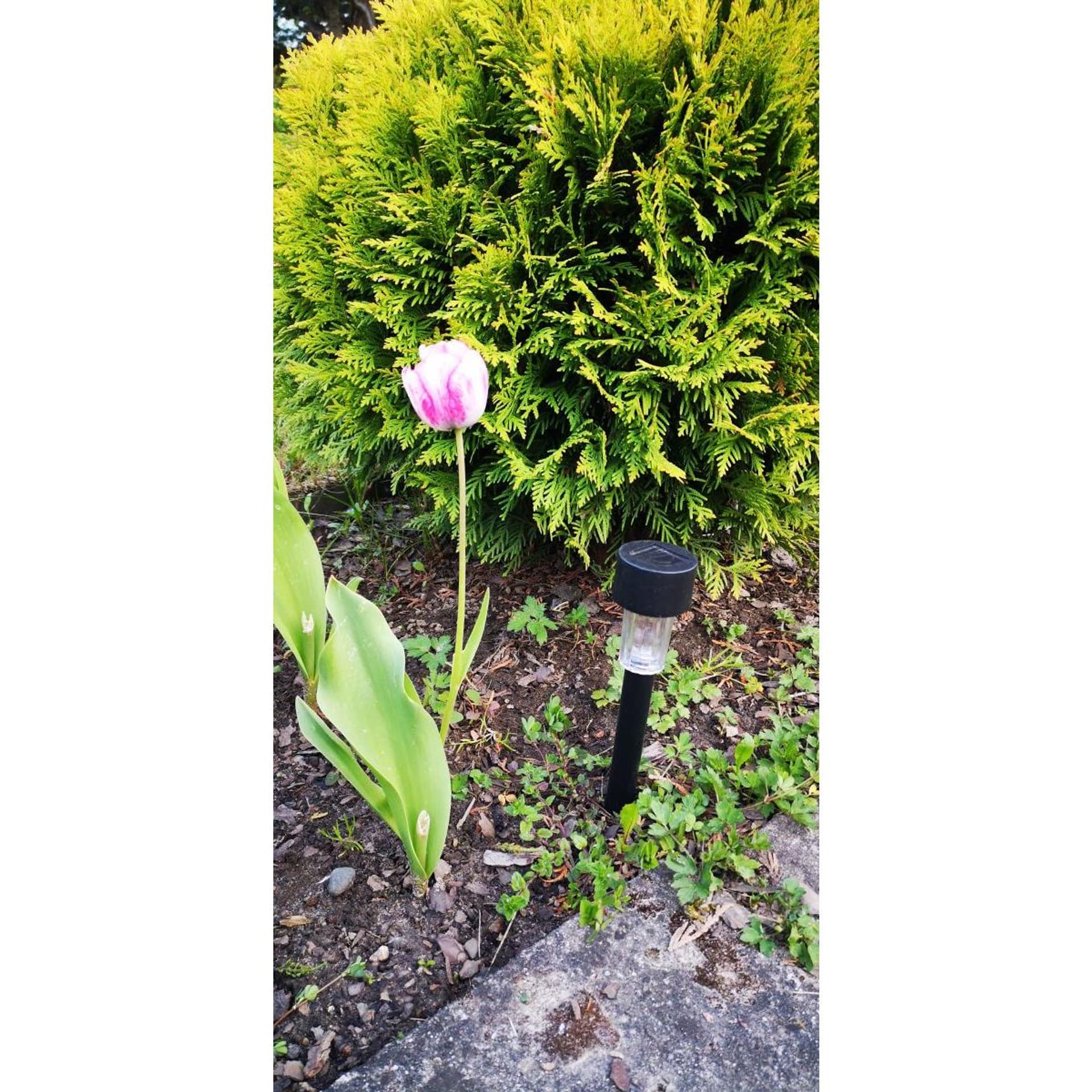 

LAMPA SOLARNA PLASTIKOWA 4,7x30,5CM LED