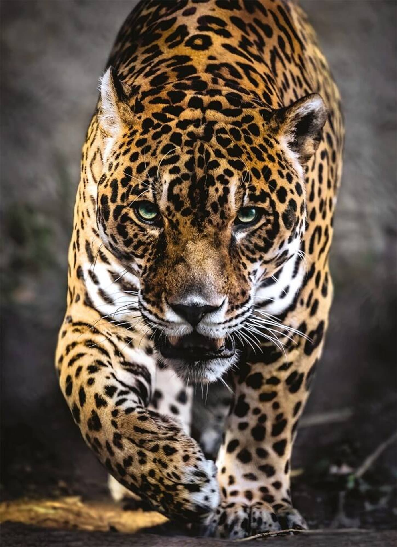 

Puzzle 1000 elementów HQ Jaguar CLEMENTONI 39326