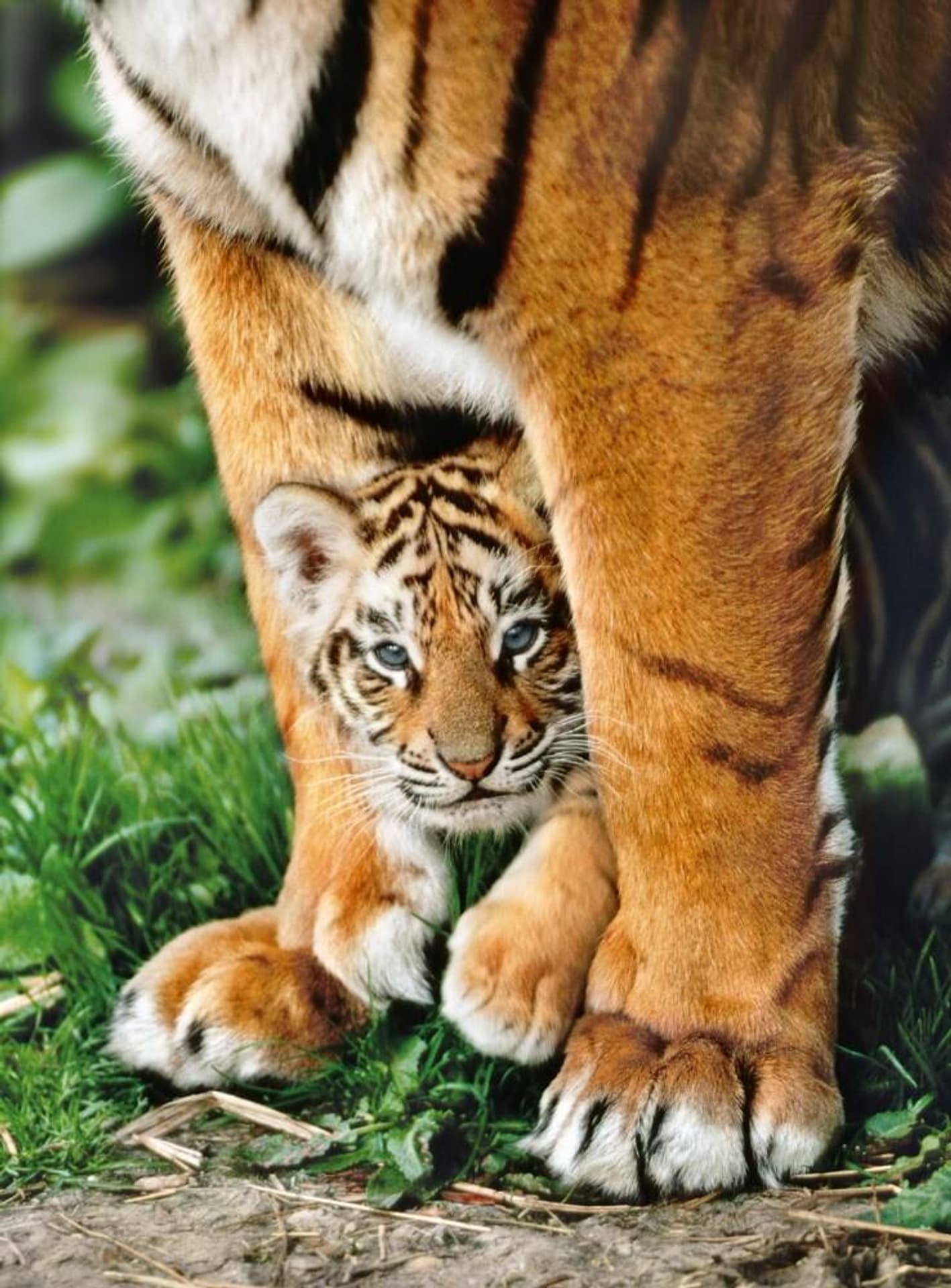 

Puzzle 500 elementów Bengal Tiger CLEMENTONI 35046