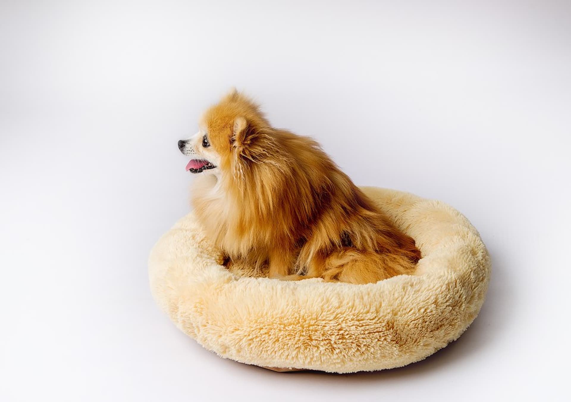 

Legowisko SHAGGY kremowy M 57x57x10