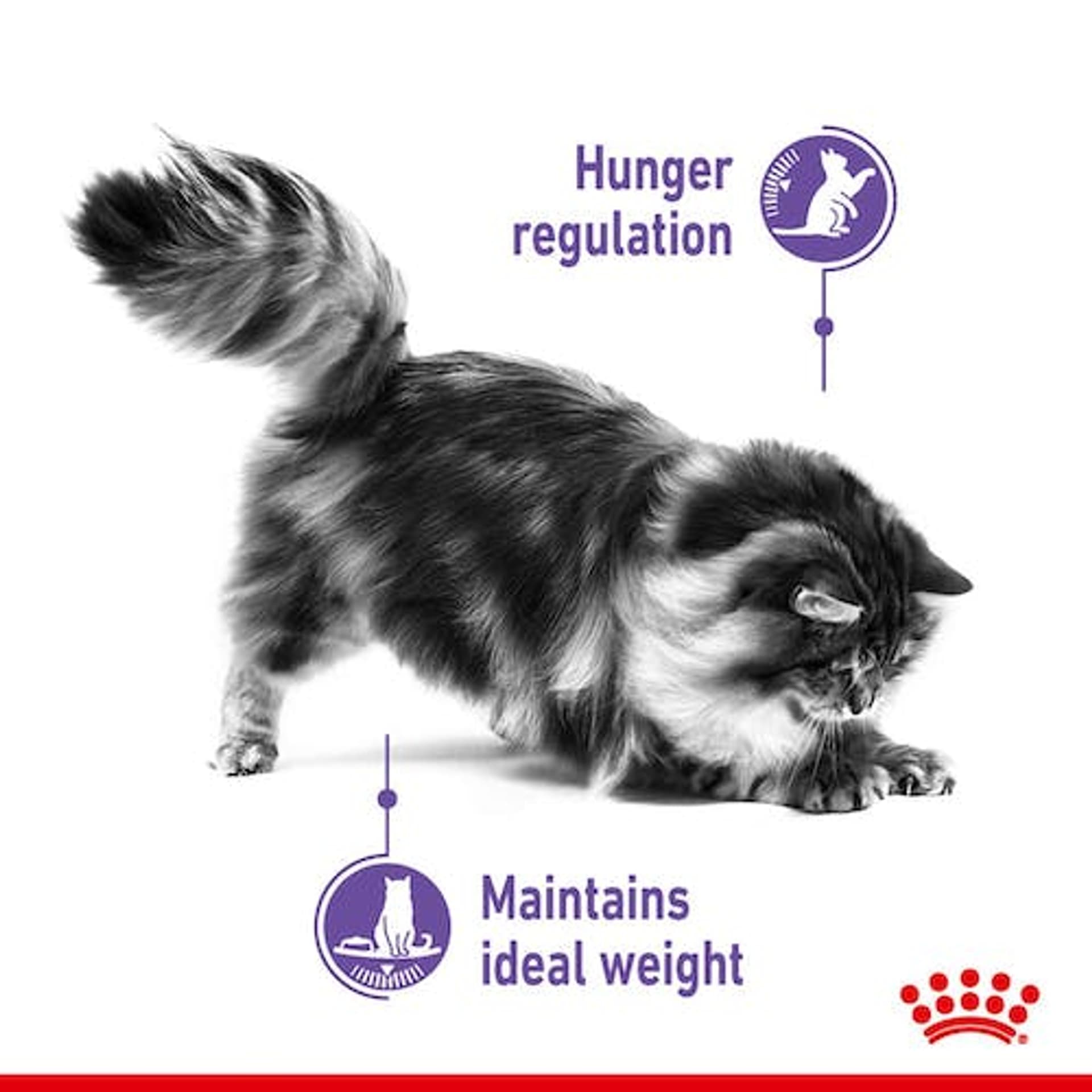 

Royal Canin Appetite Control Care karma mokra w galaretce dla kotów dorosłych, domagających się jedzenia saszetka 85g