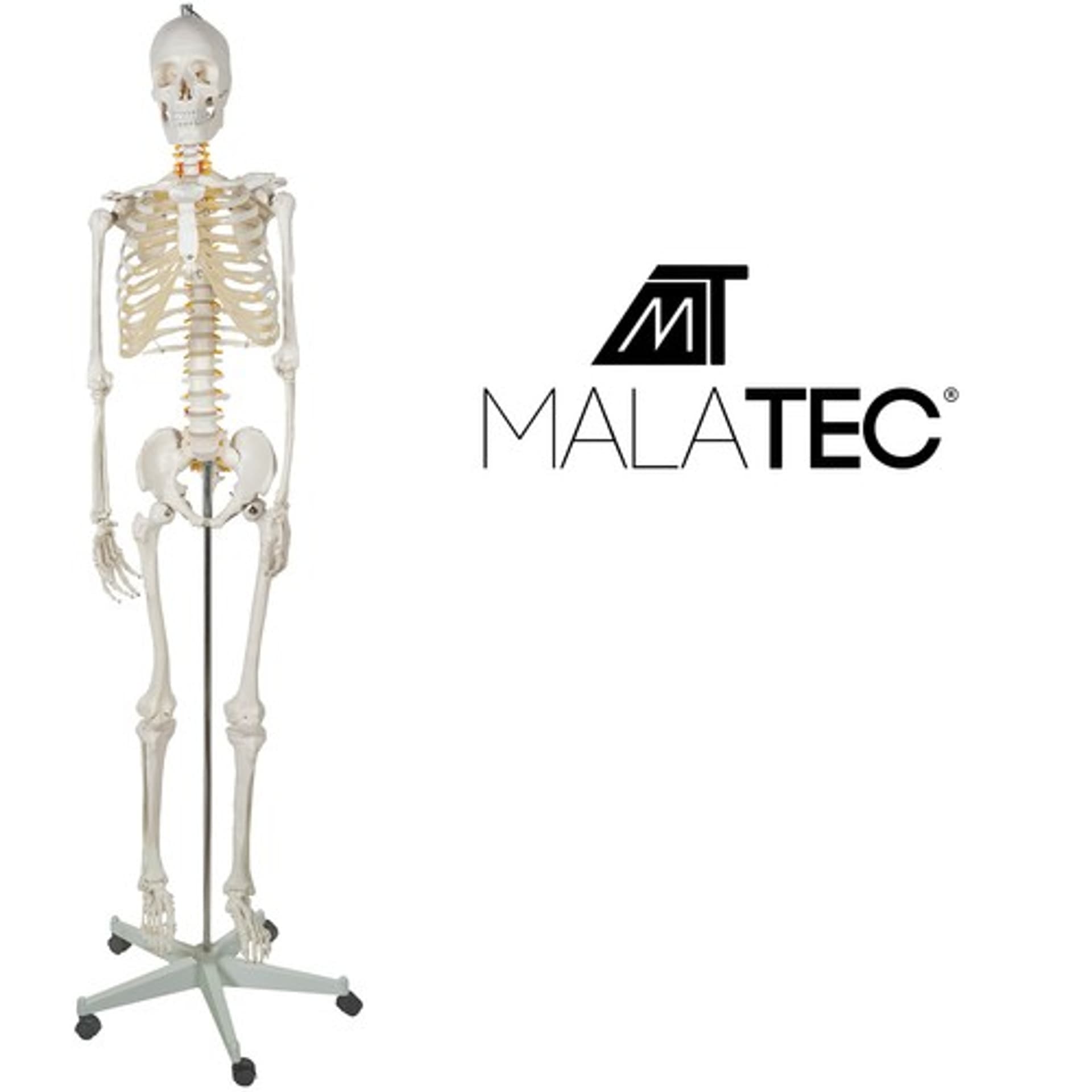 

Szkielet człowieka- 170cm Malatec 22583