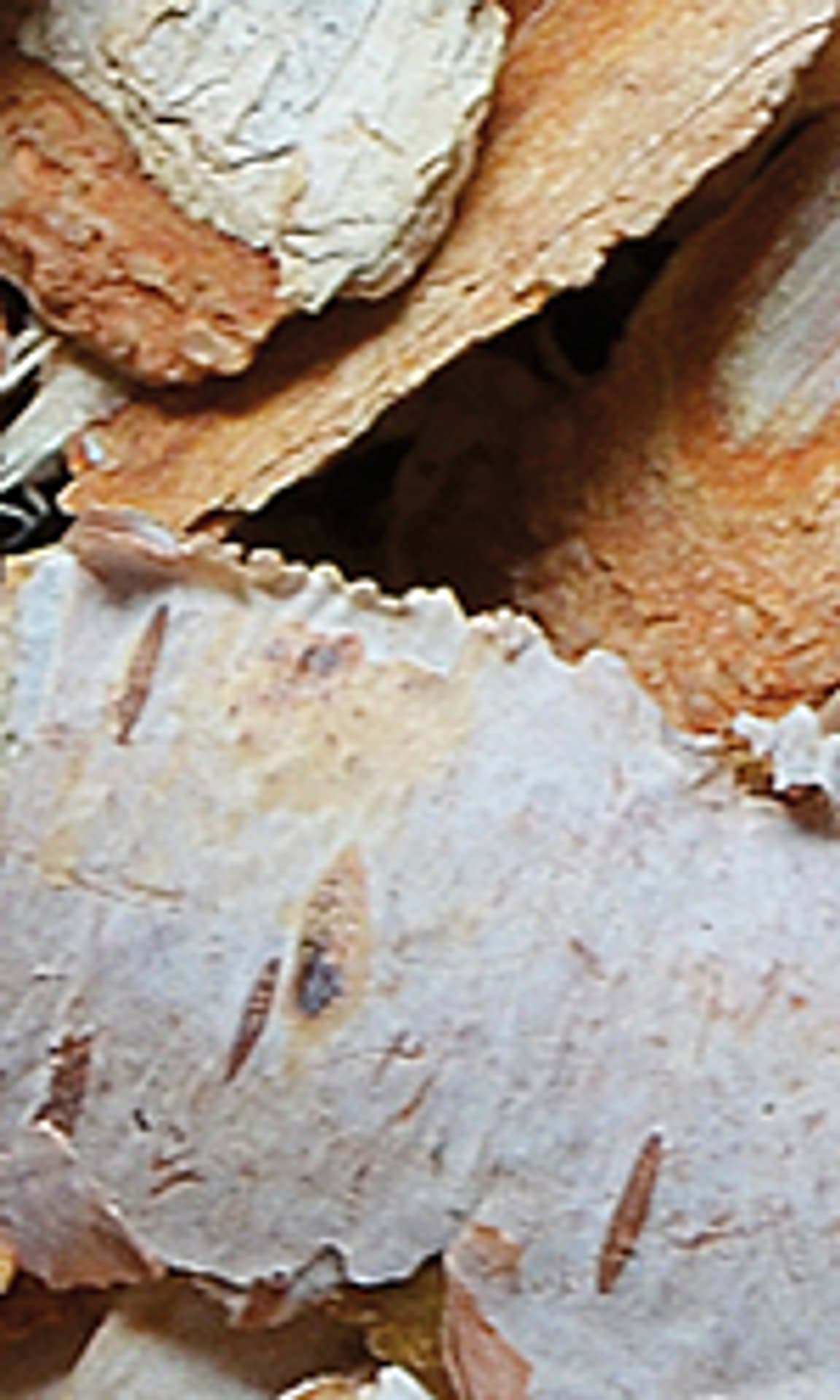 

NATURAL VIT Kora brzozy 60g