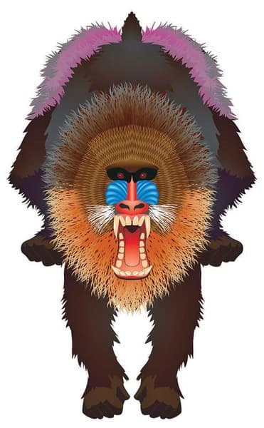 

Latawiec BRAINSTORM - WNS Rainforest 44x28" Nylon Mandrill