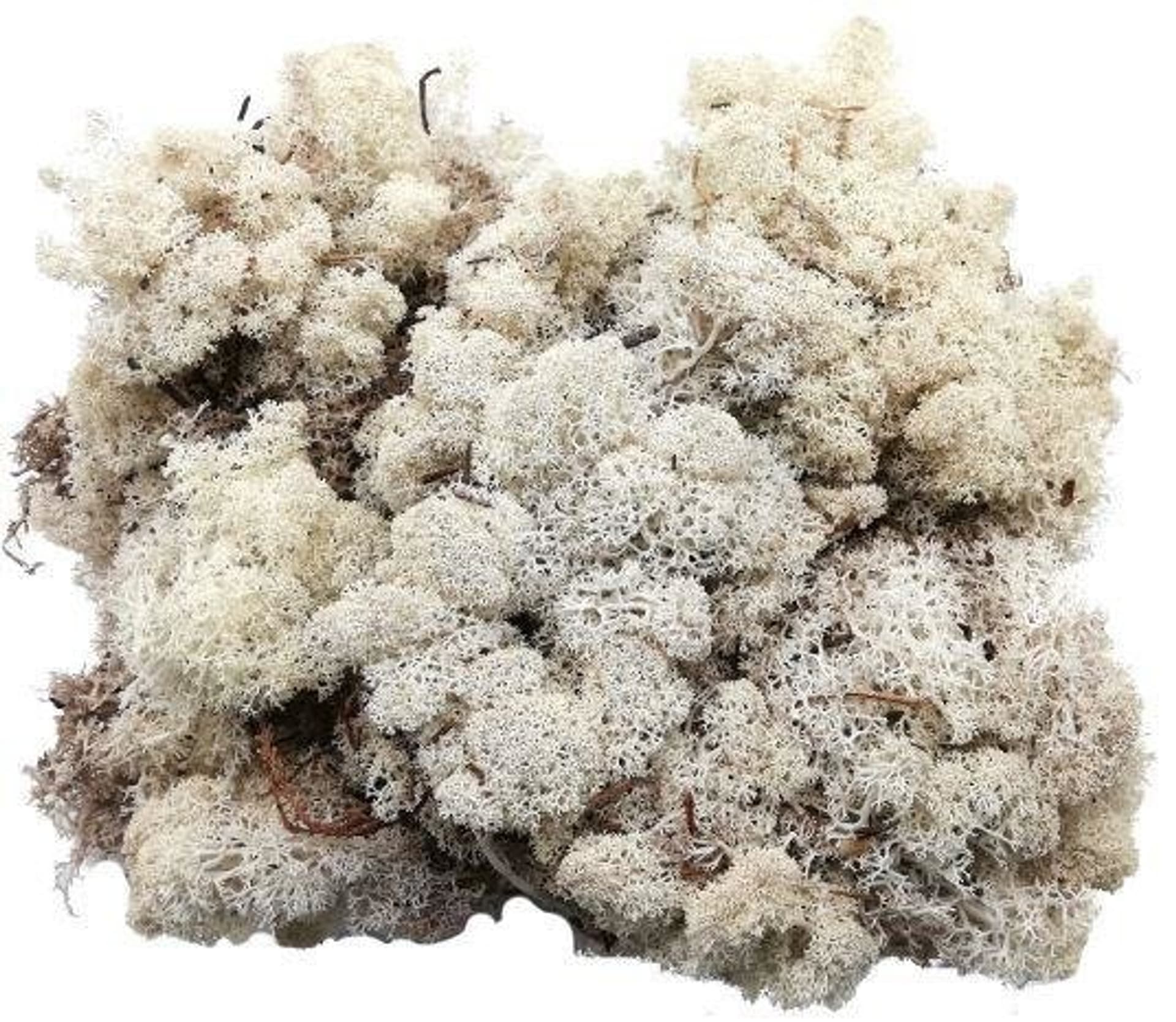

Mech chrobotek 250g naturalny