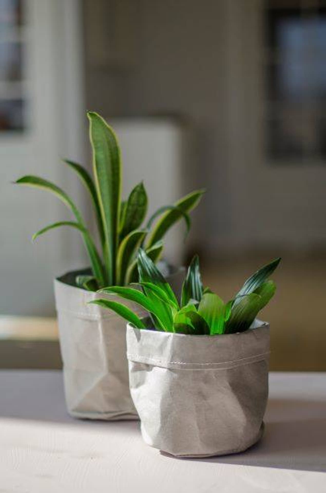 

Doniczka worek dekoracyjny na rośliny jasny 15cm (rozmiar mały)