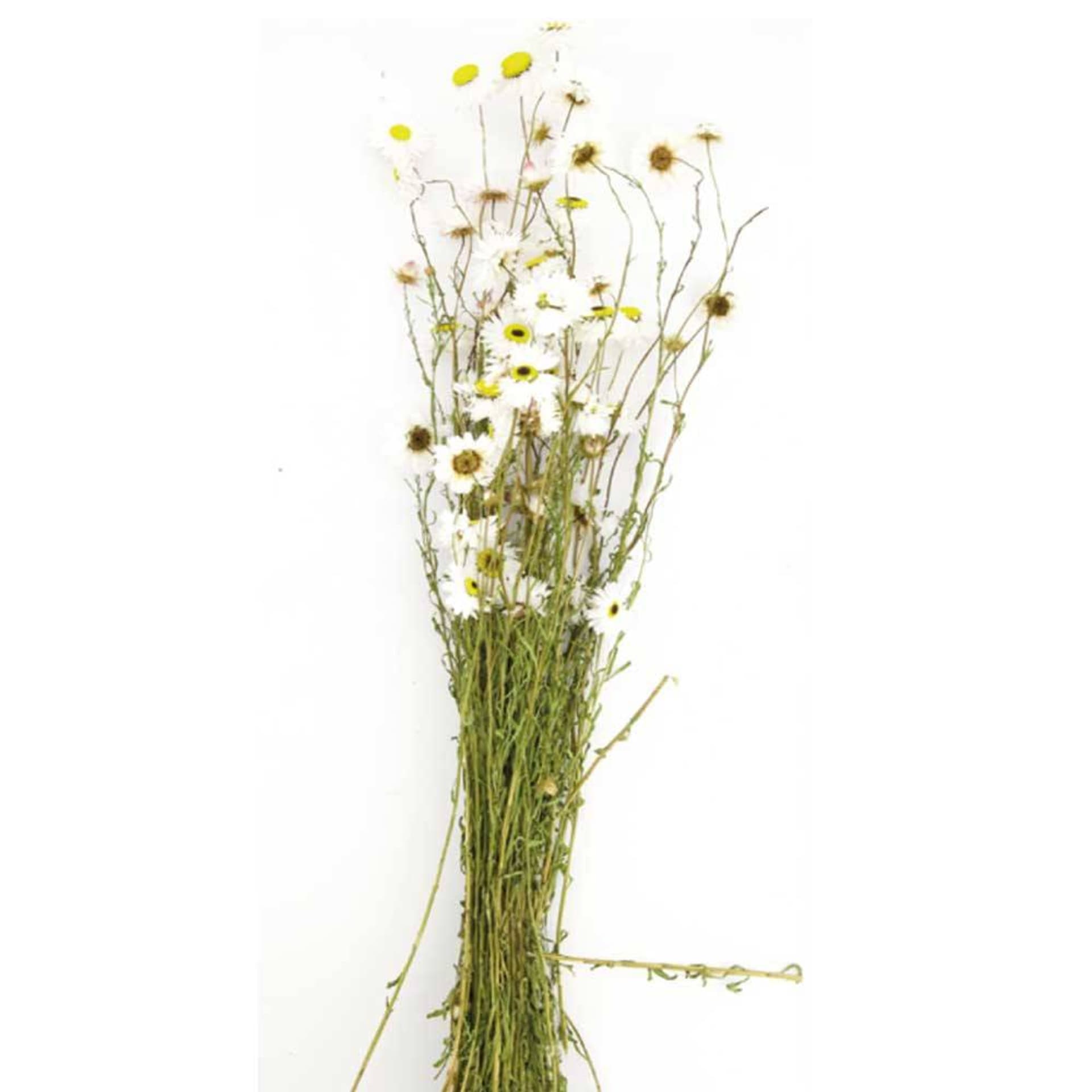 

Bukiet suszonych kwiatów Acroclinium