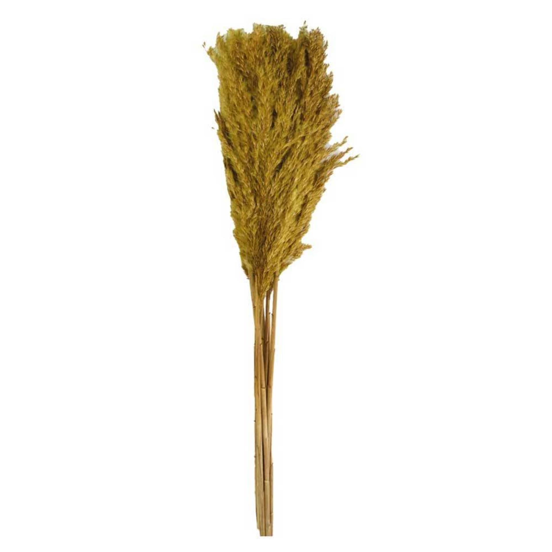 

Trawa pampasowa Kyan oliwkowa 75 cm