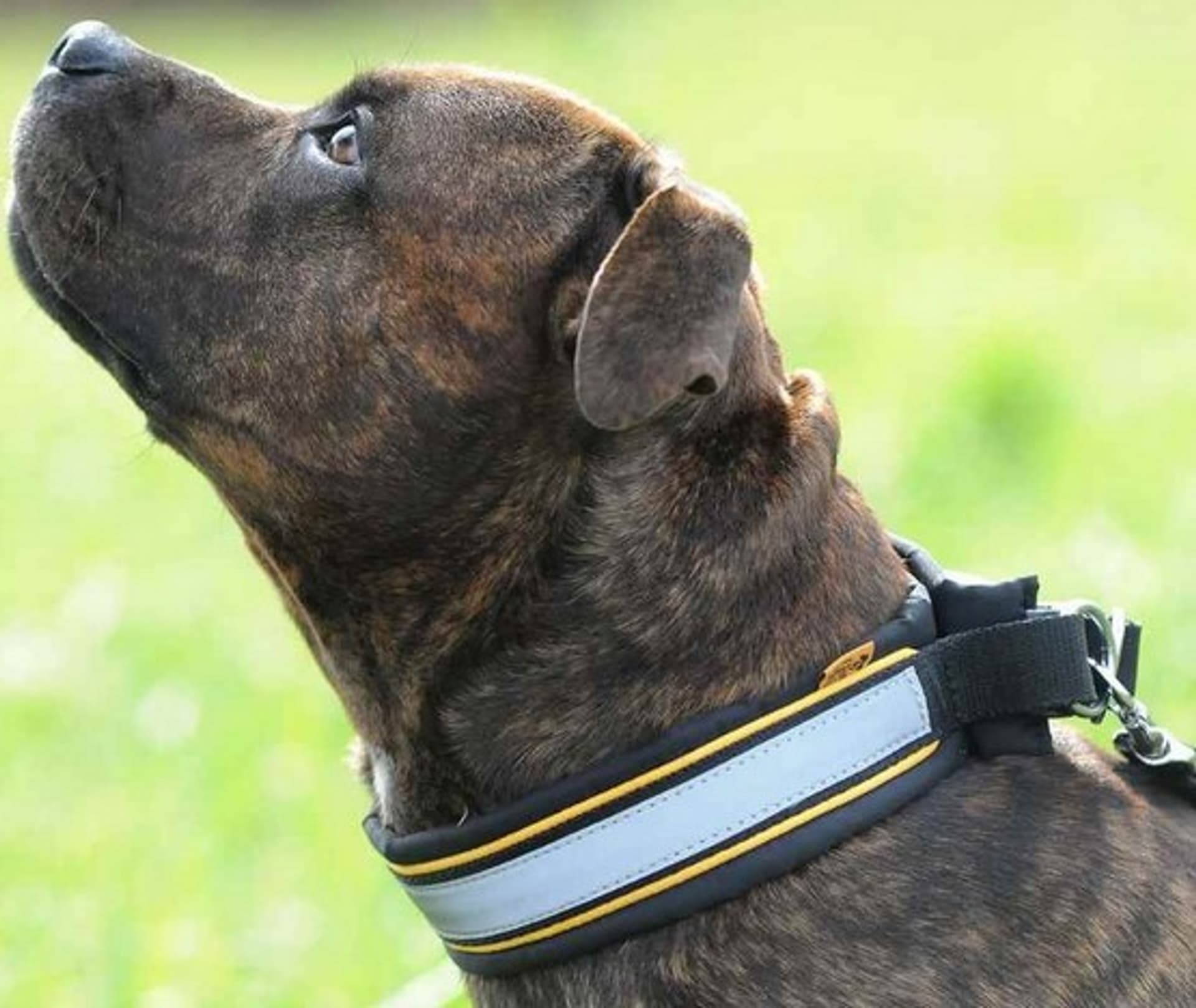 

Dingo Obroża z odblaskiem regulowana i podszyta filcem 4,5x37-43cm