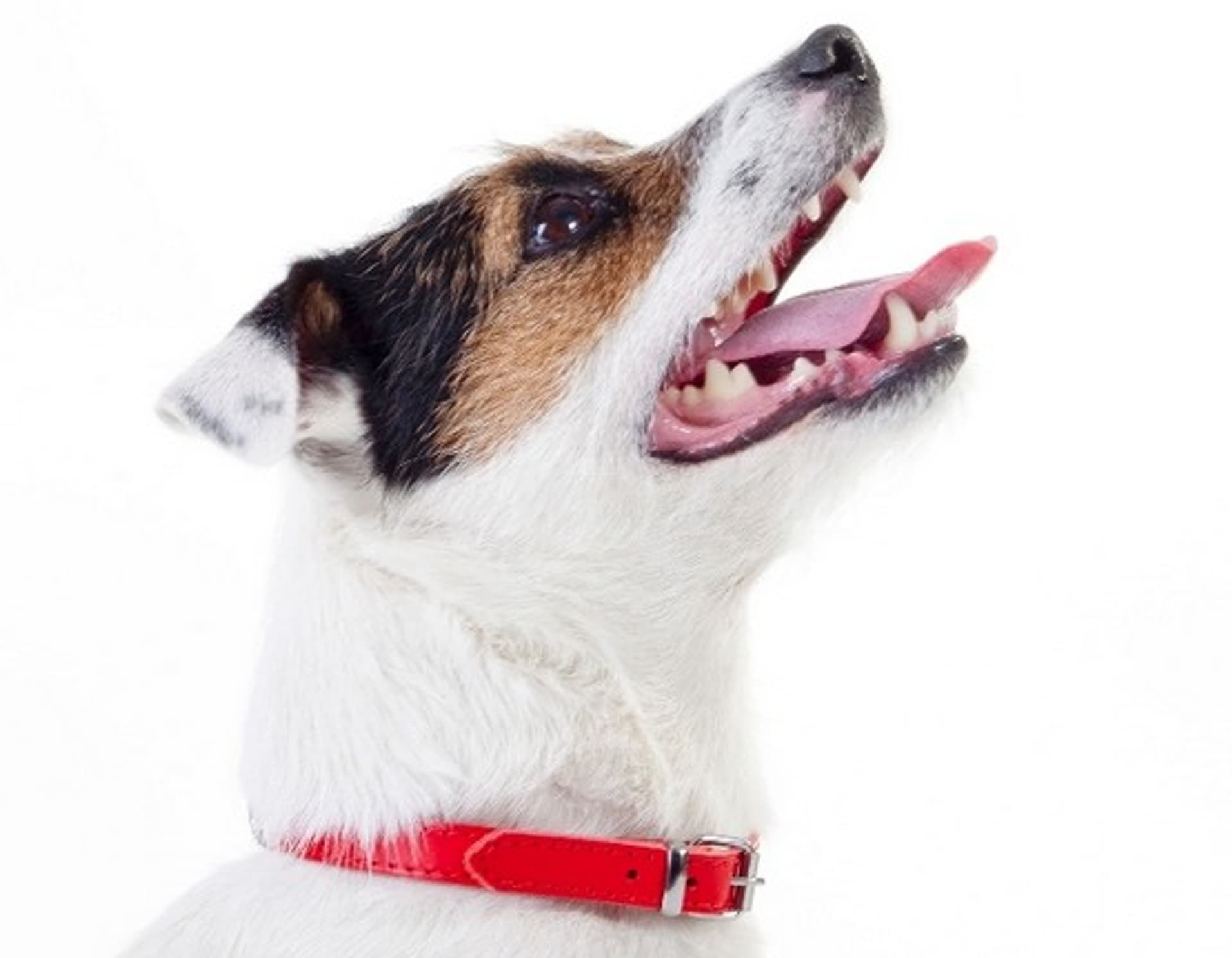 

Dingo Obroża skórzana podszyta filcem 1,2x41cm czerwona