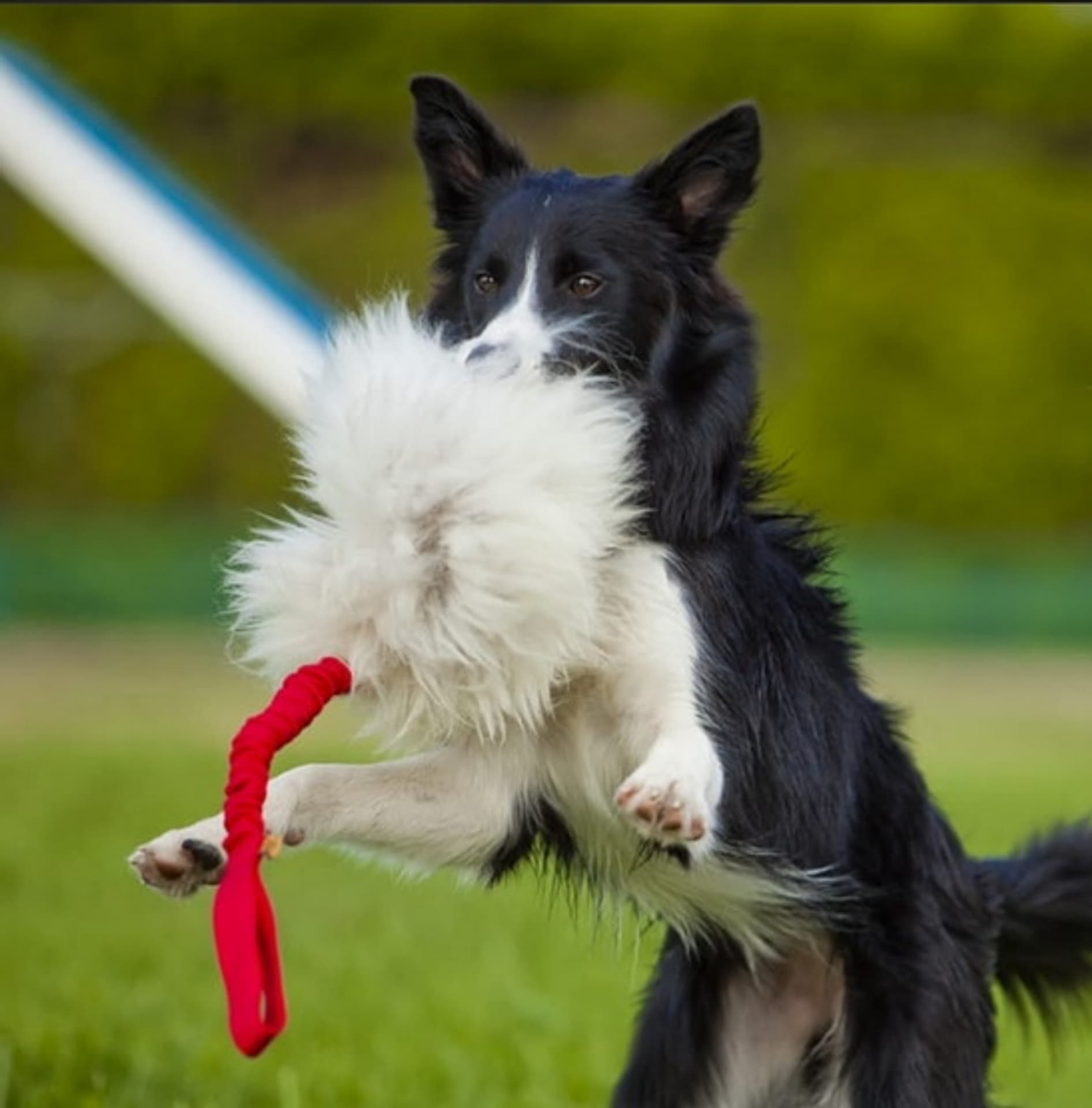 

Dingo Zabawka dla psa - Szarpak Naturalne futro owcze bungee różowy