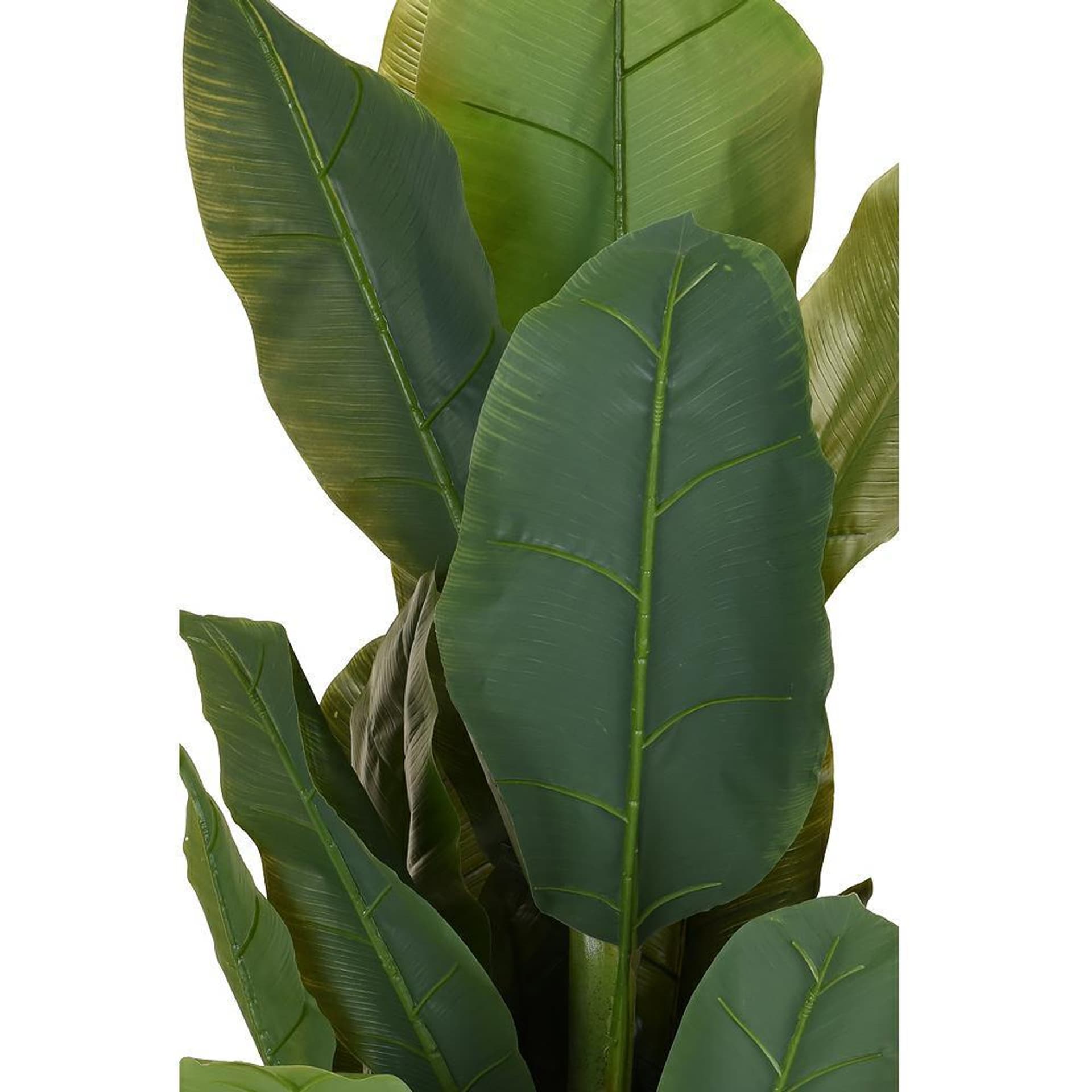 

Duży bananowiec w donicy 165 cm