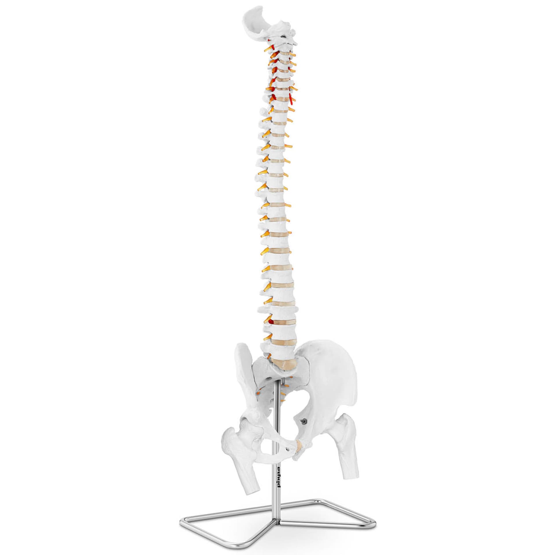

Model anatomiczny ludzkiego kręgosłupa z miednicą męską 86 cm