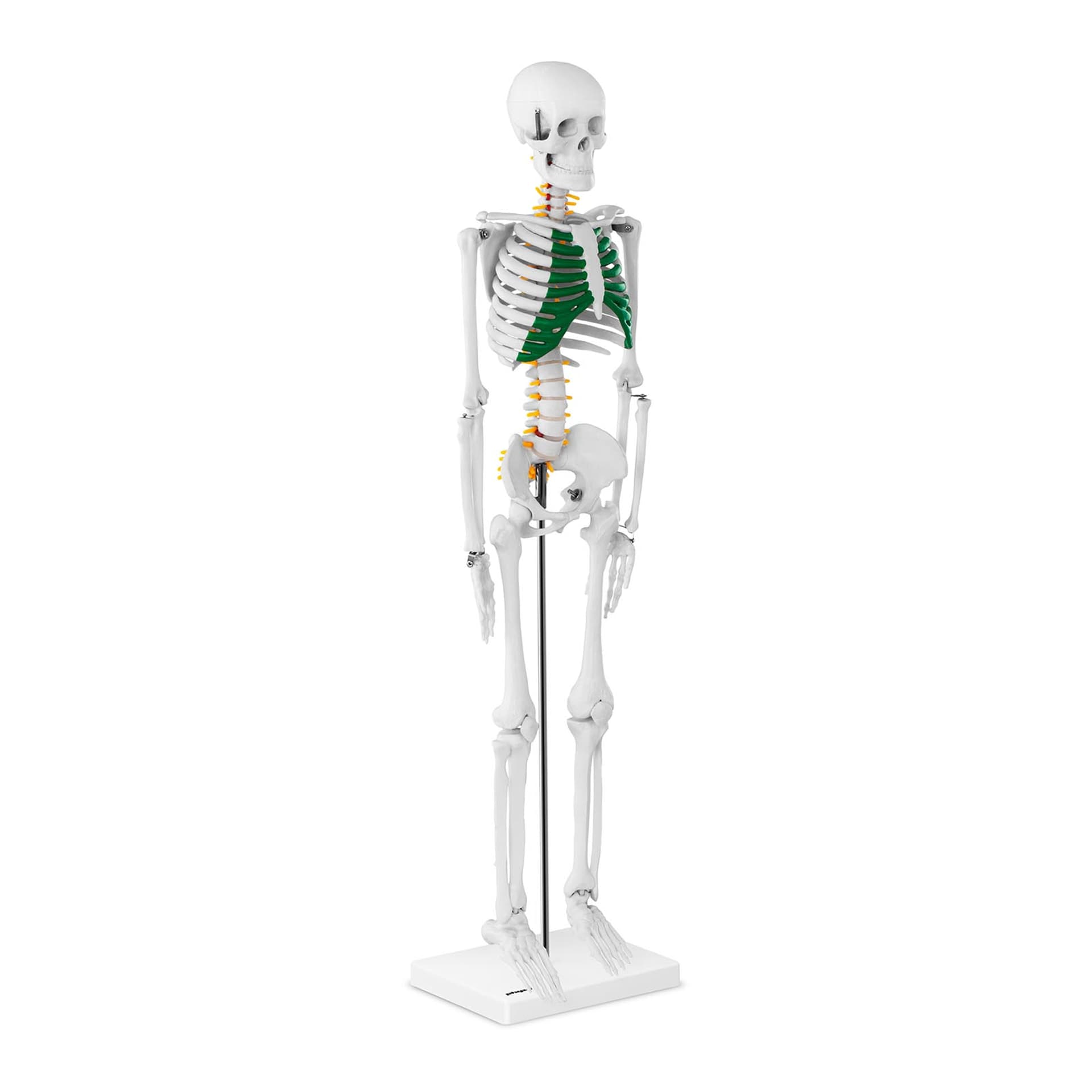 

Model anatomiczny szkieletu człowieka 85 cm