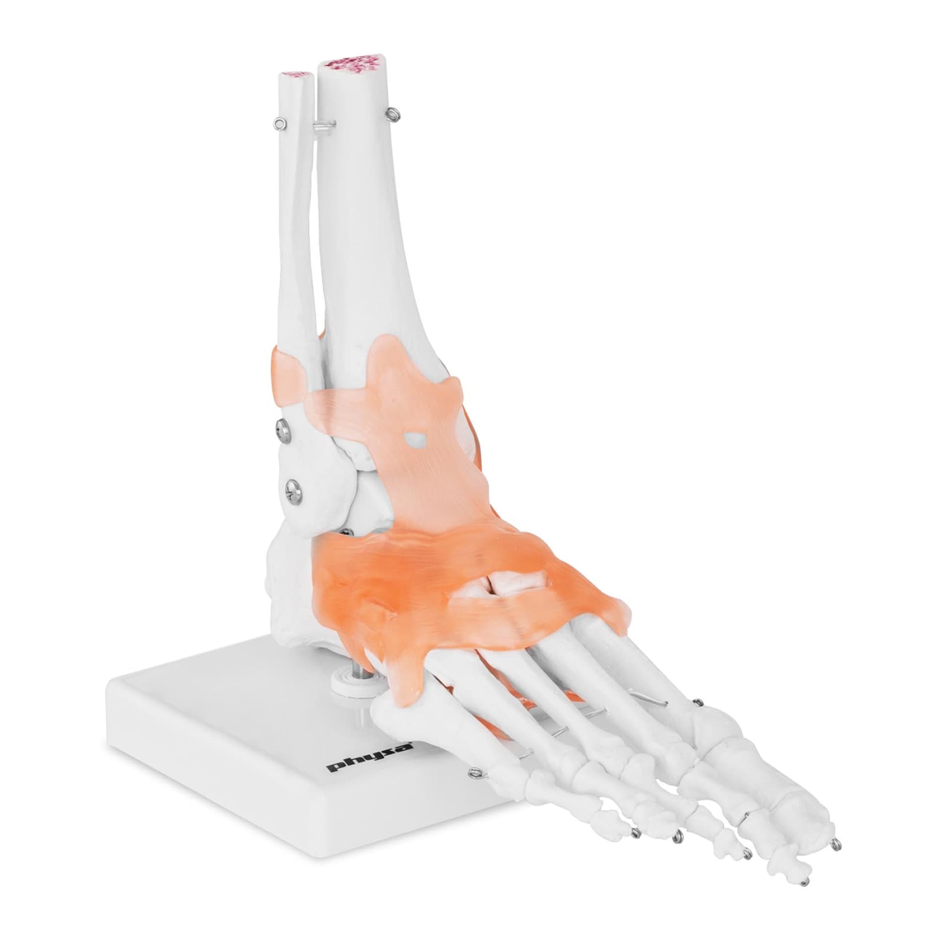 

Model anatomiczny stawu skokowego z więzadłami w skali 1:1