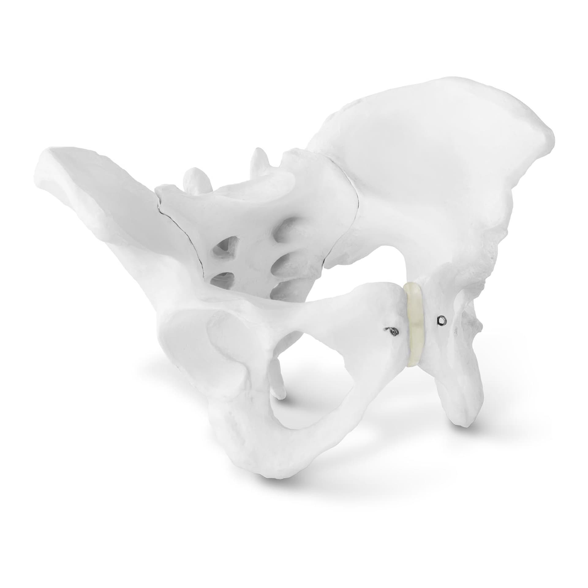 

Model anatomiczny miednicy człowieka kobiety w skali 1:1