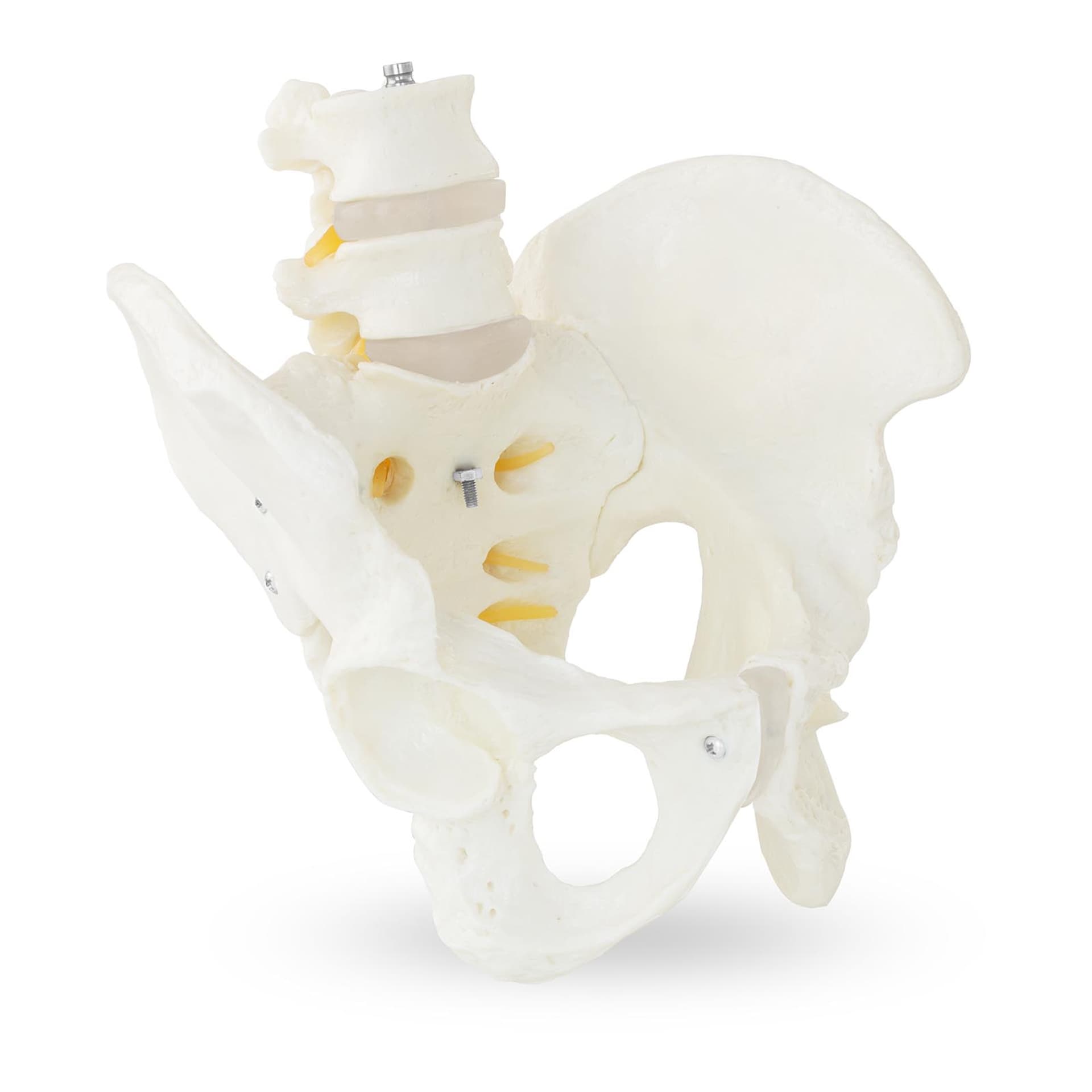 

Model anatomiczny męskiej miednicy z kręgami lędźwiowymi w skali 1:1
