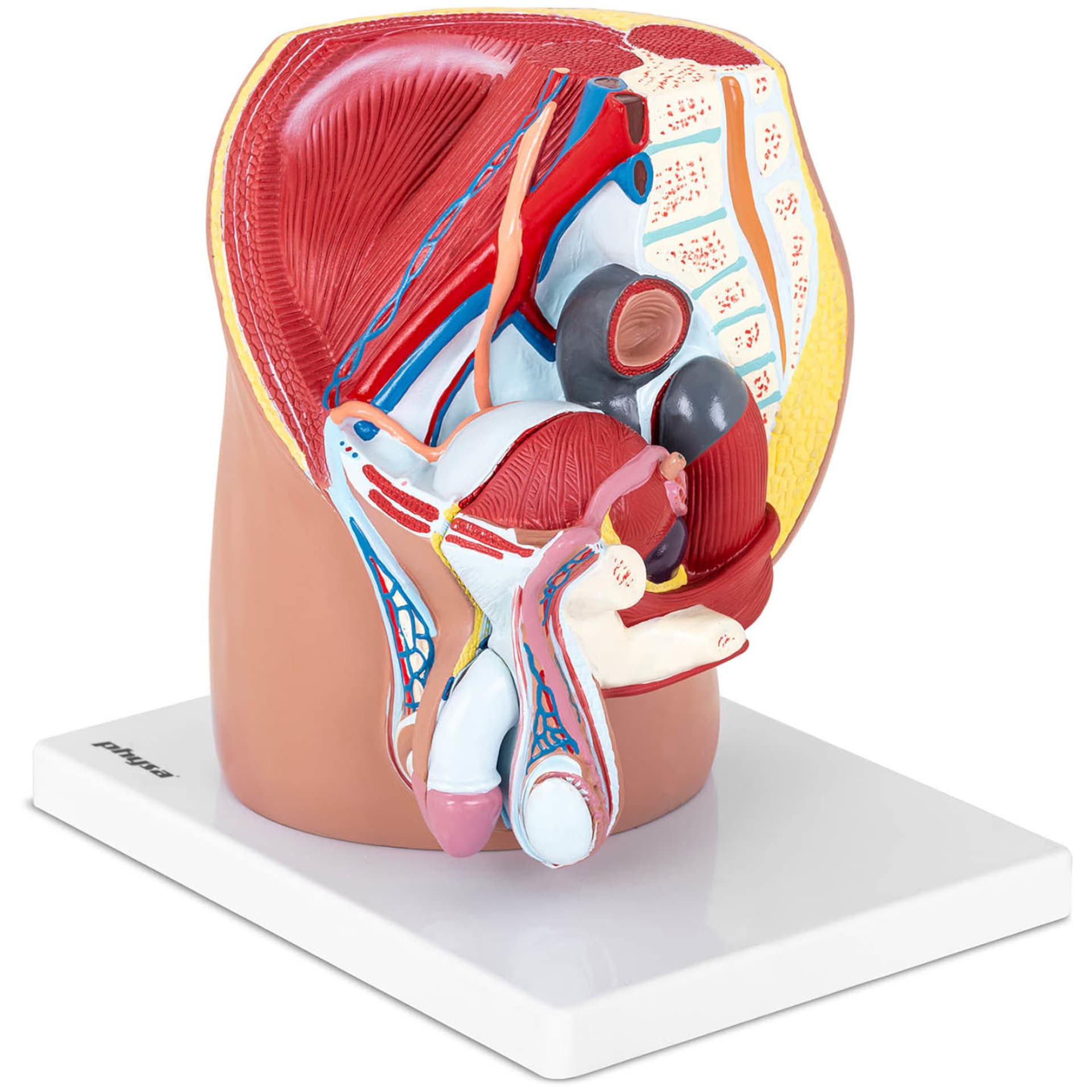 

Model anatomiczny miednicy męskiej 3D w skali 1:1
