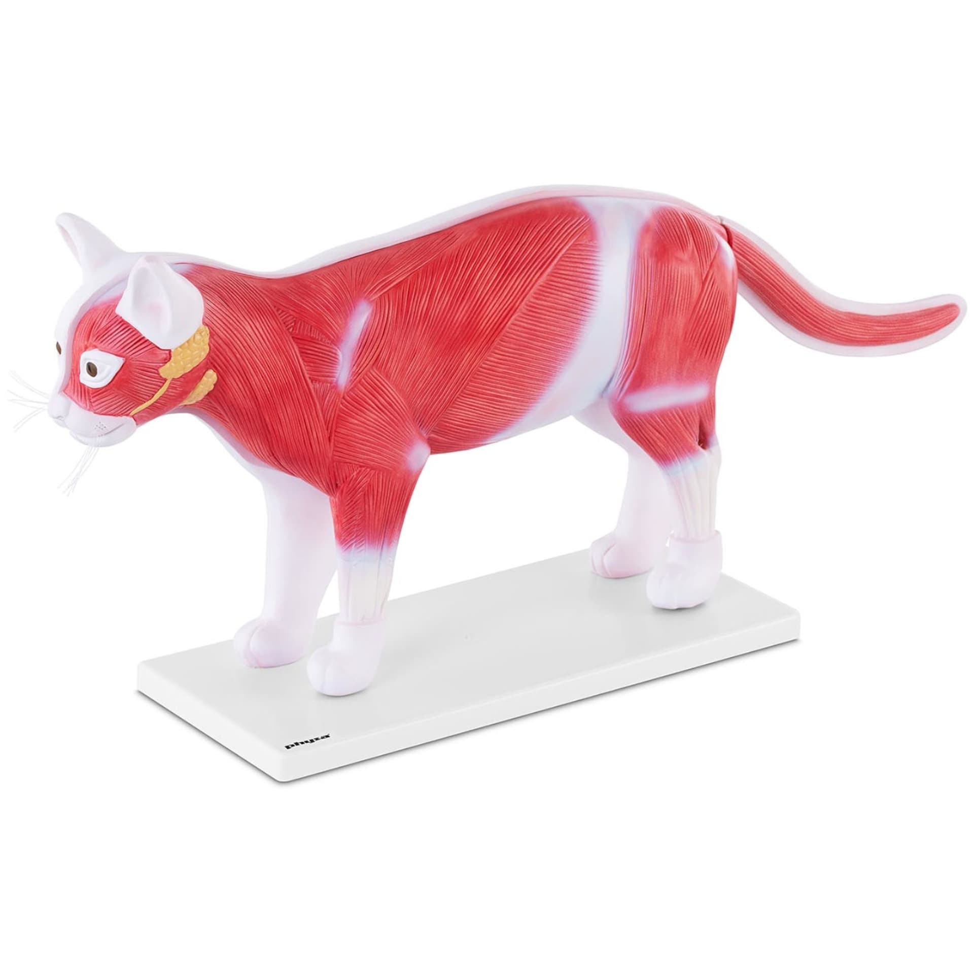 

Model anatomiczny 3D kota z wyjmowanymi organami