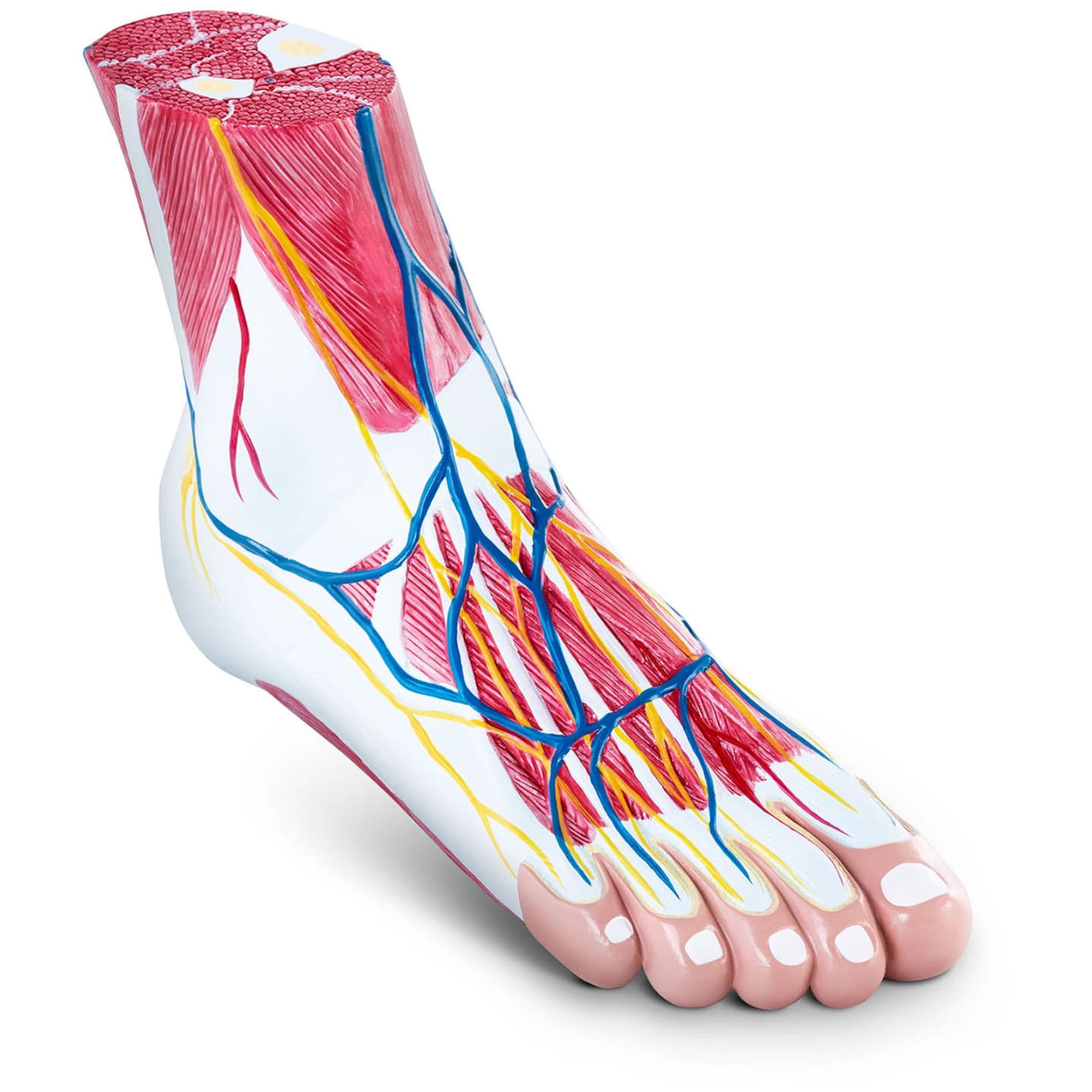 

Model anatomiczny 3D stopy człowieka skala 1:1