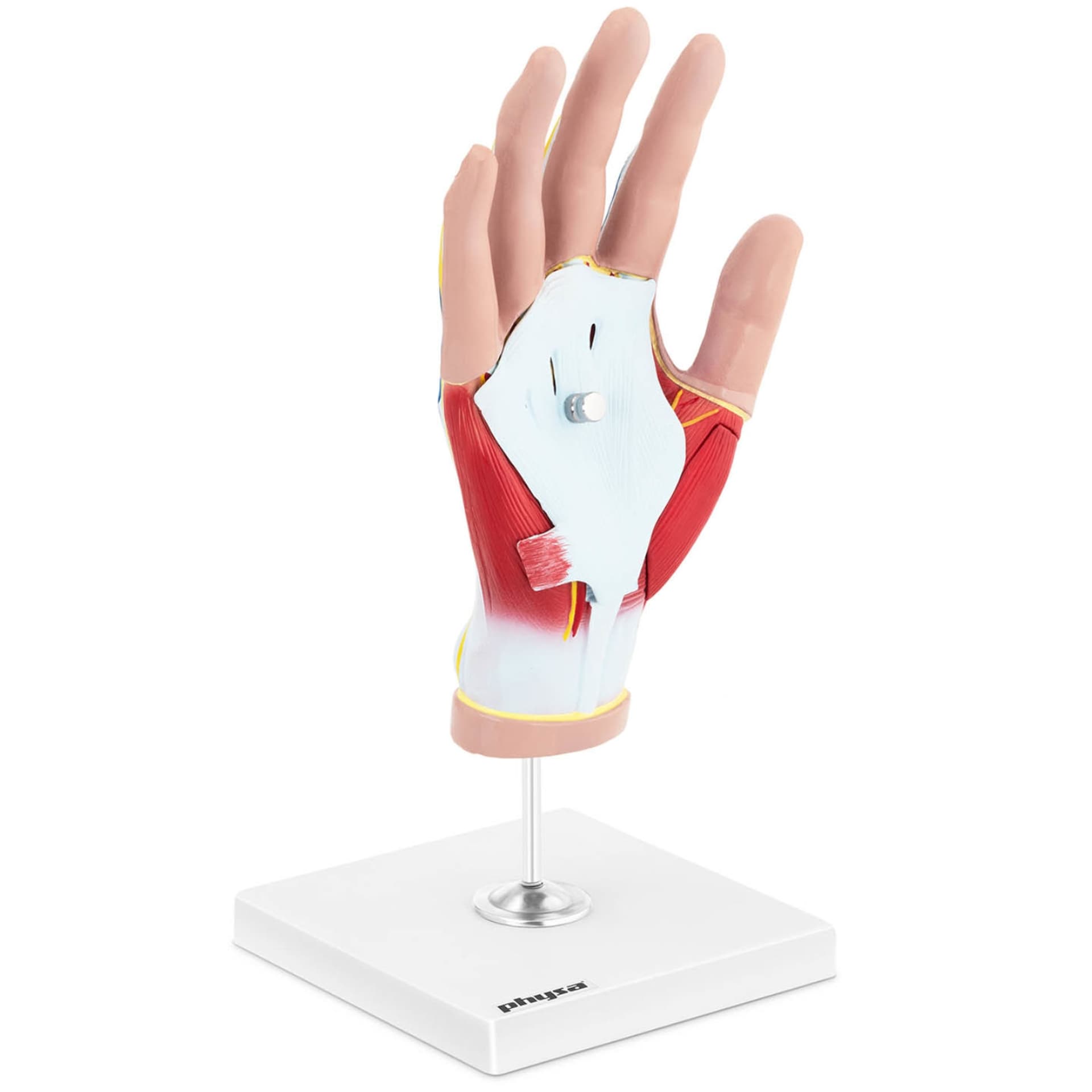 

Model anatomiczny 3D dłoni człowieka skala 1:1