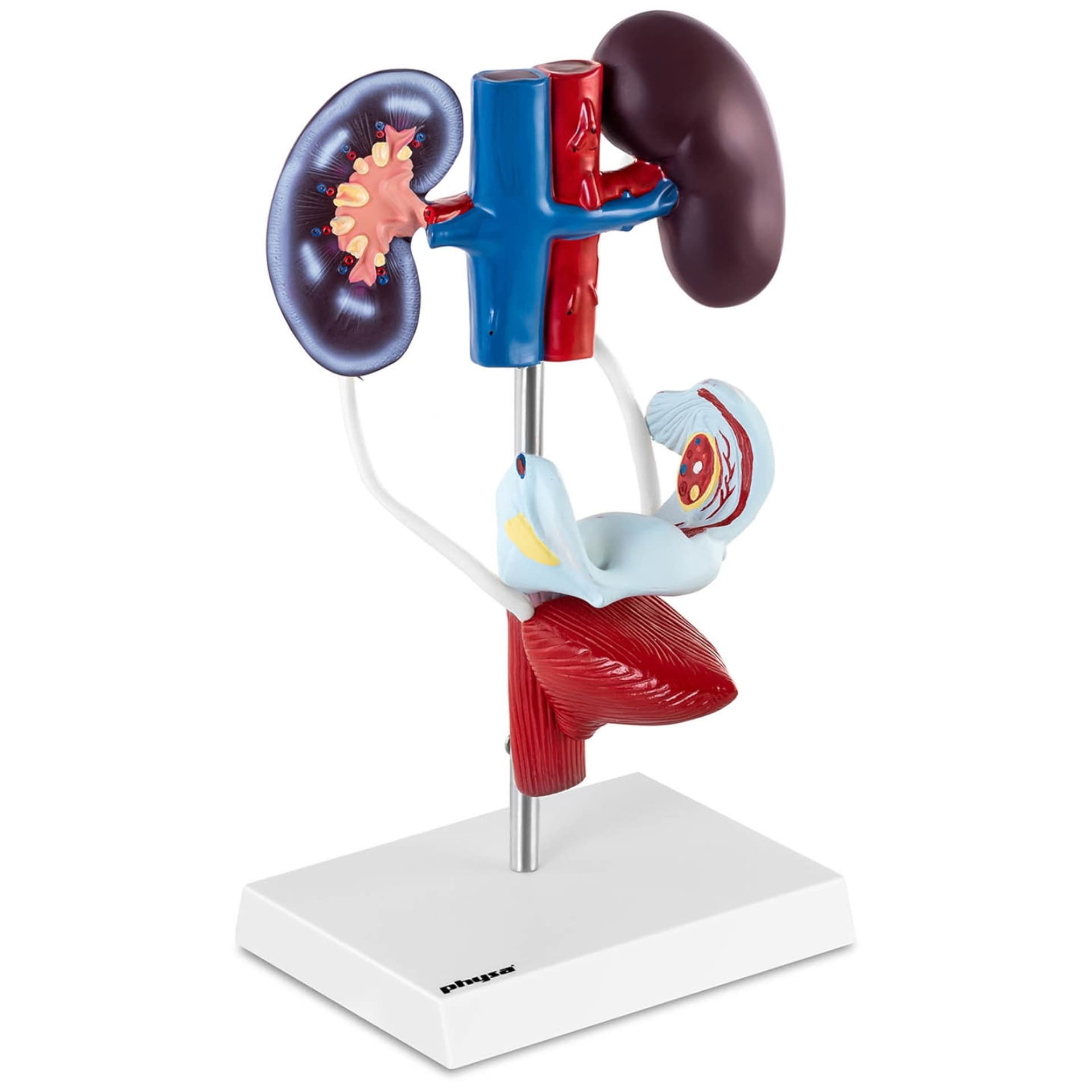 

Model anatomiczny 3D żeńskiego układu moczowo-płciowego