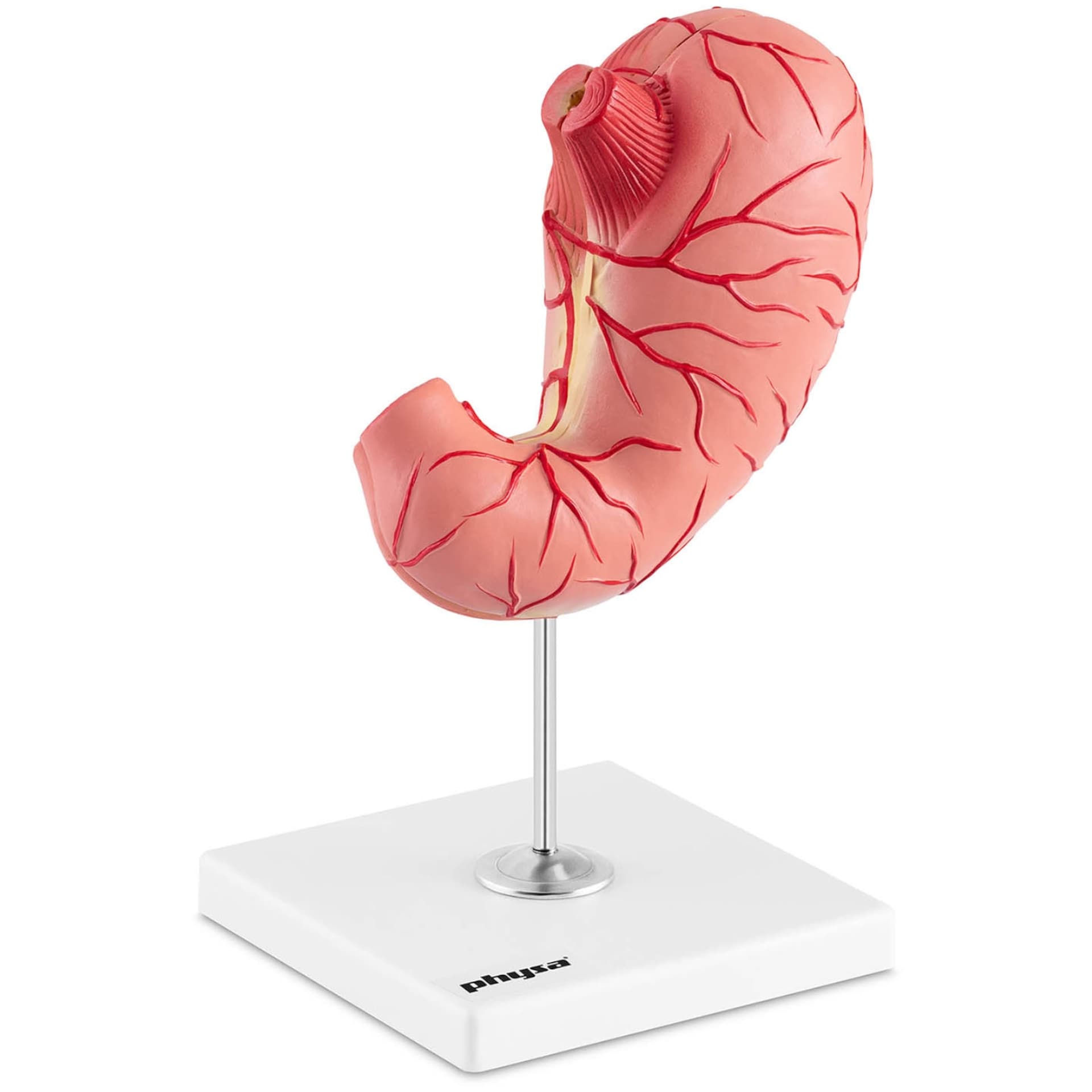 

Model anatomiczny 3D żołądka człowieka