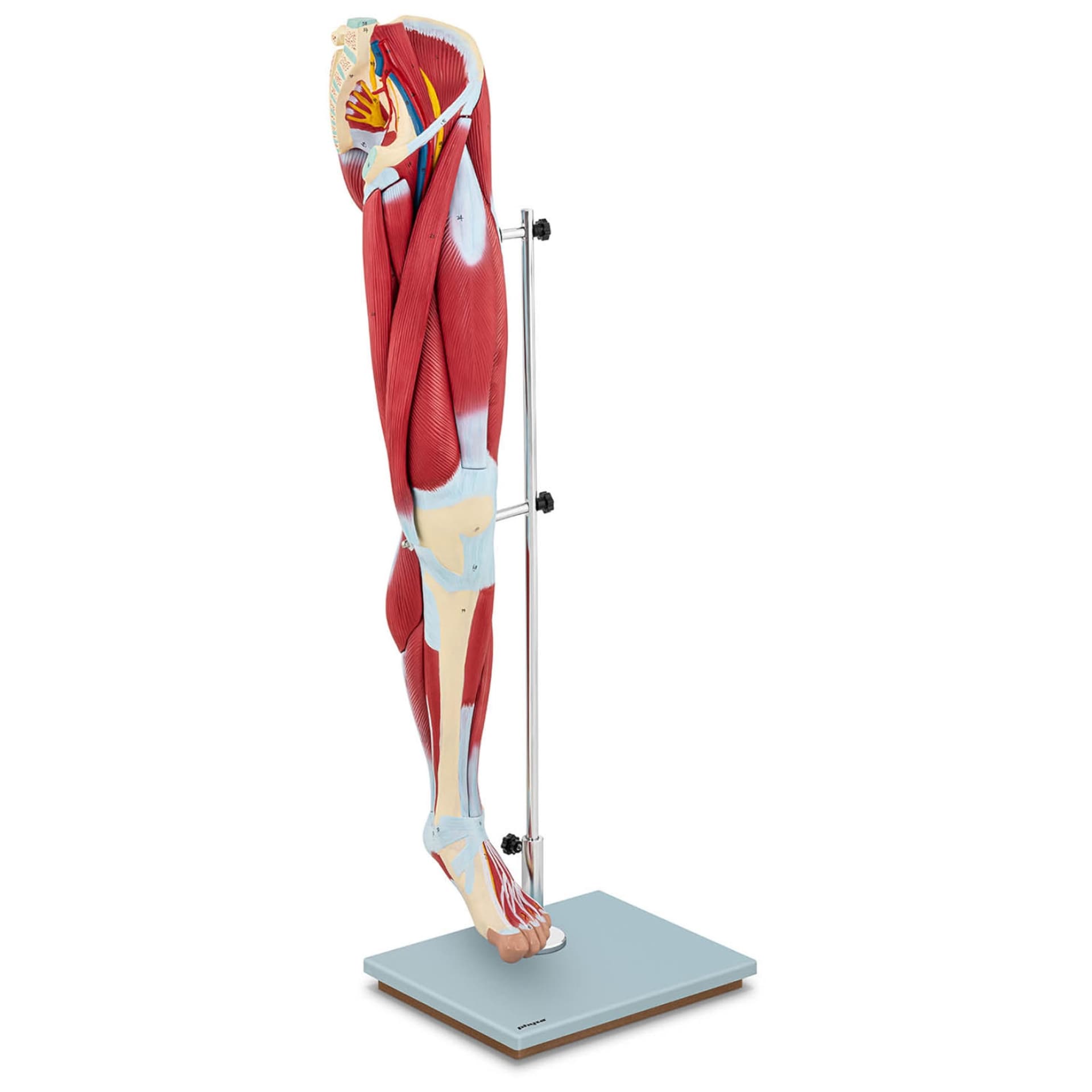 

Model anatomiczny 3D mięśni nogi człowieka