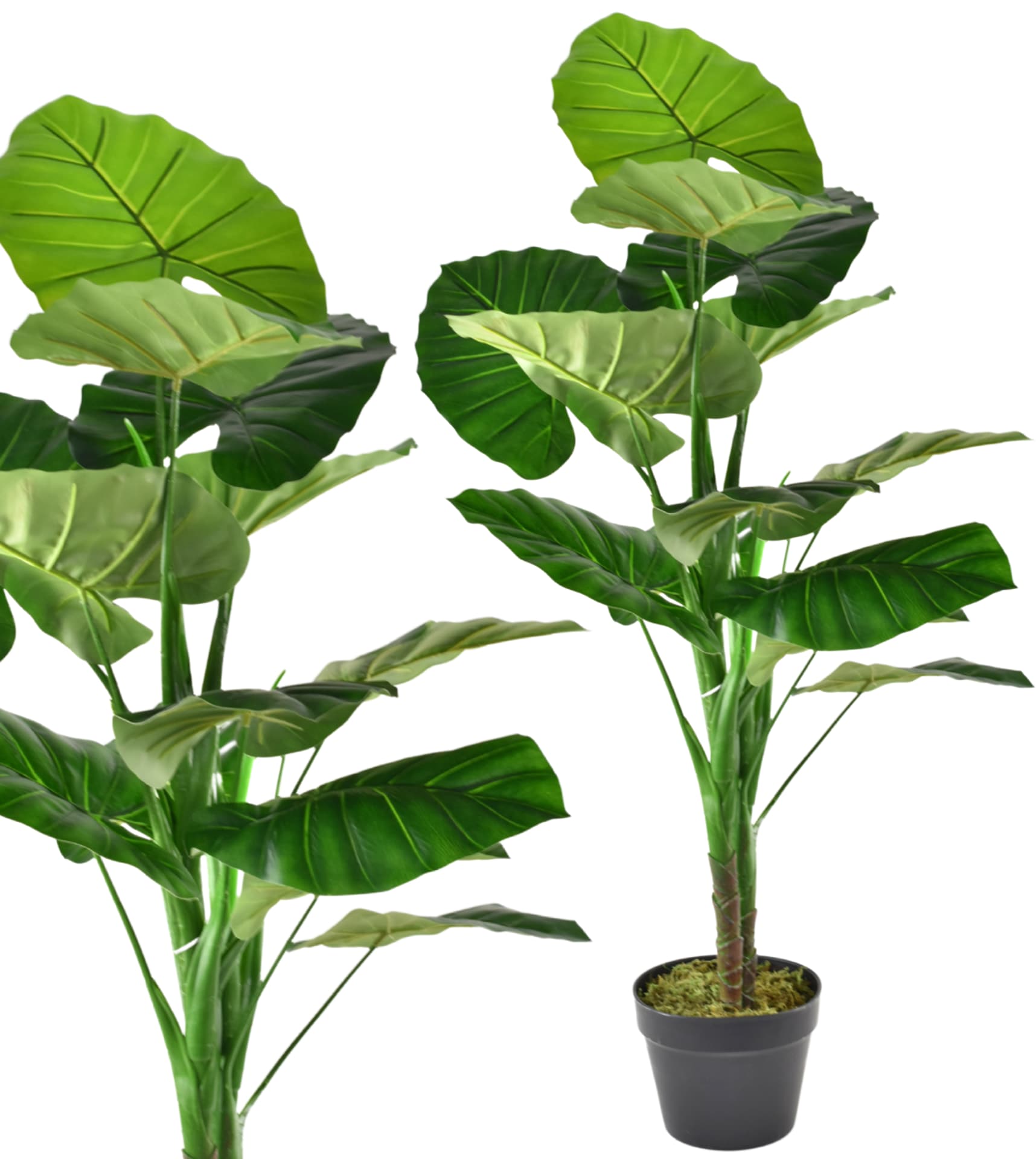 

Sztuczna roślina dekoracyjna Kolokazja, Taro w doniczce 100cm