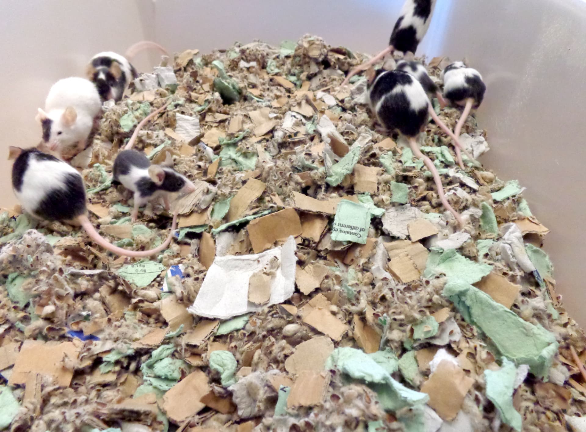 

JORIS Cotton N Card Ściółka bawełniana z dodatkiem kartonów i wytłaczanek 30l