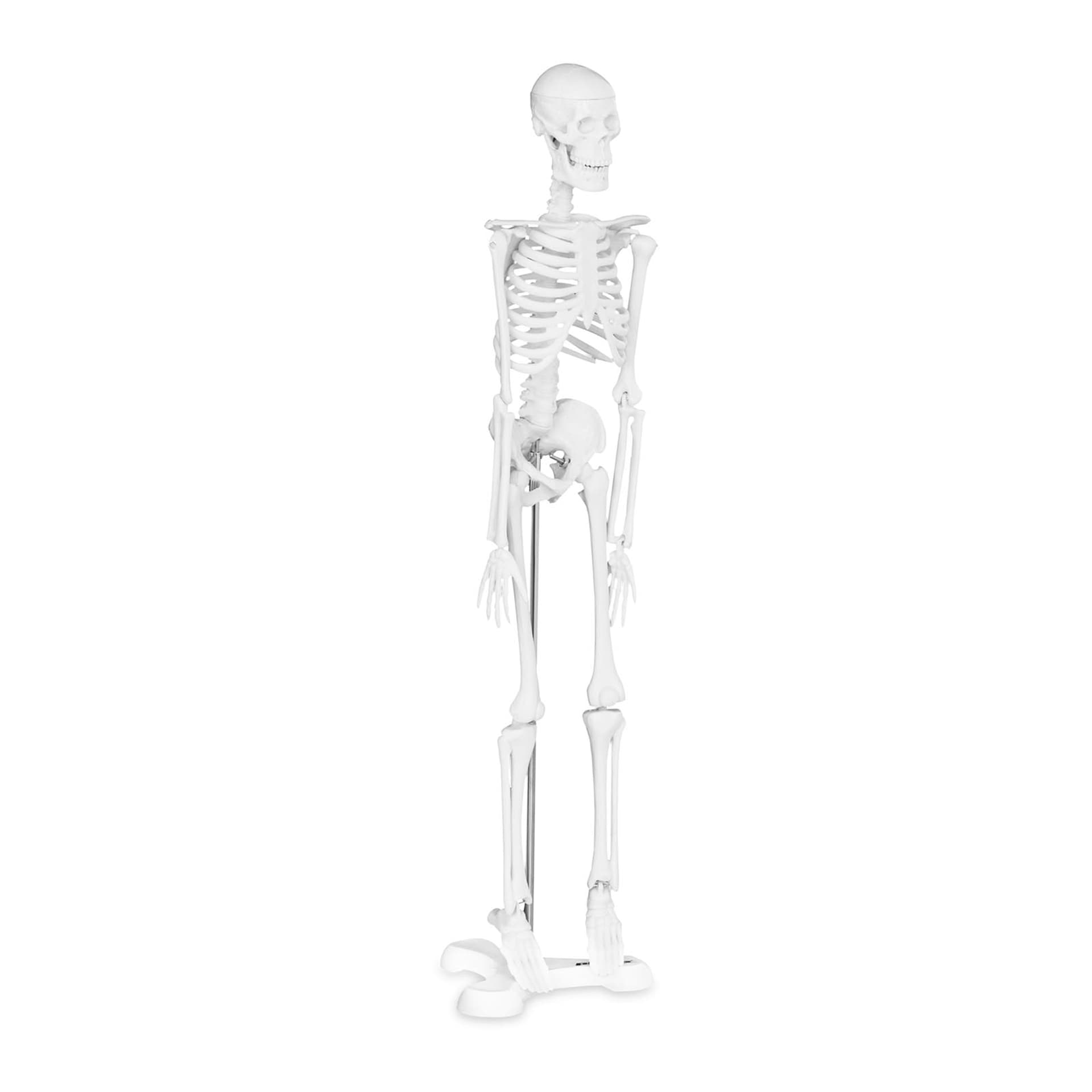 

Model anatomiczny ludzkiego szkieletu 47 cm