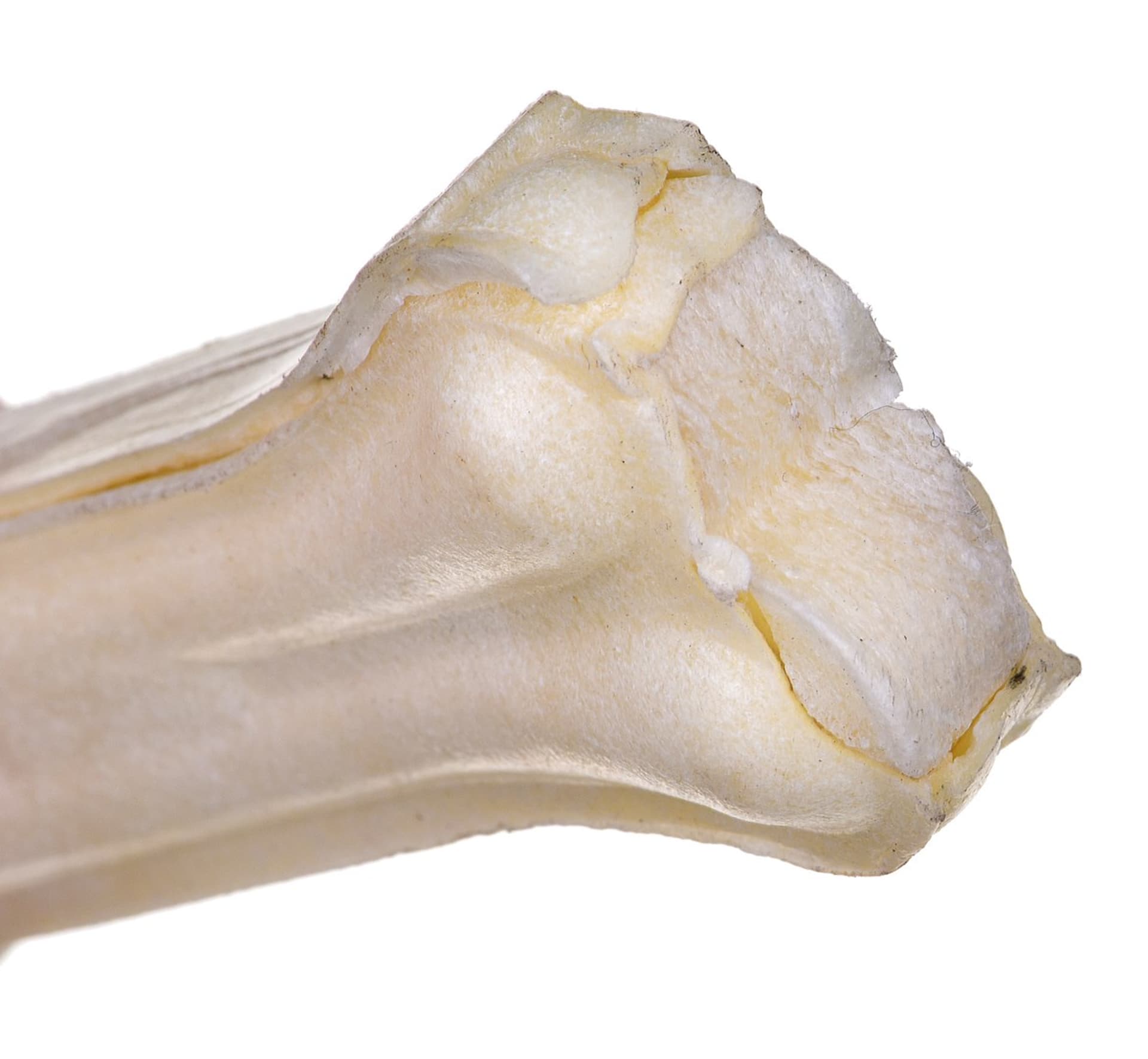 

MACED Kość prasowana biała 11cm 1szt.