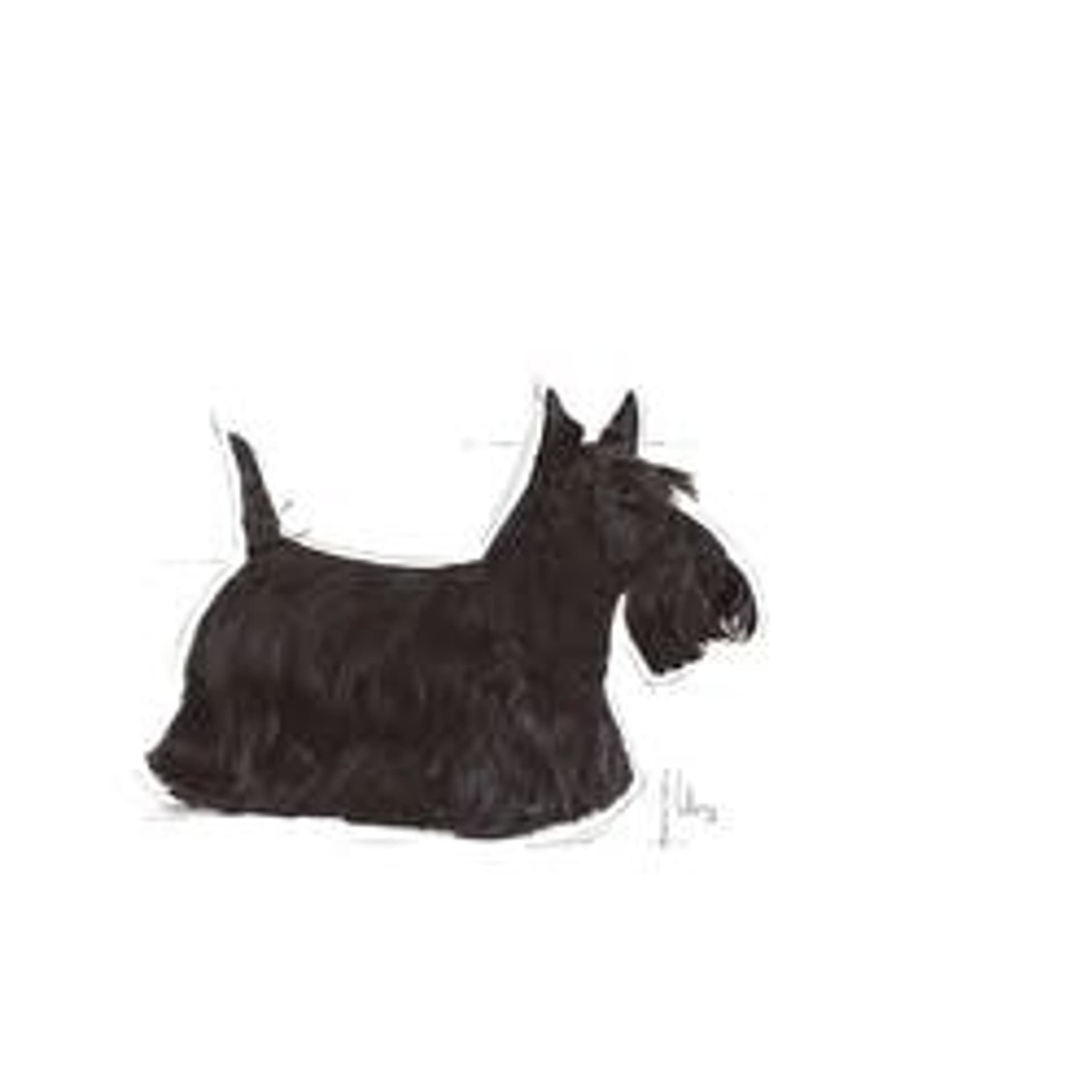 

ROYAL CANIN Mini Dermacomfort 1kg
