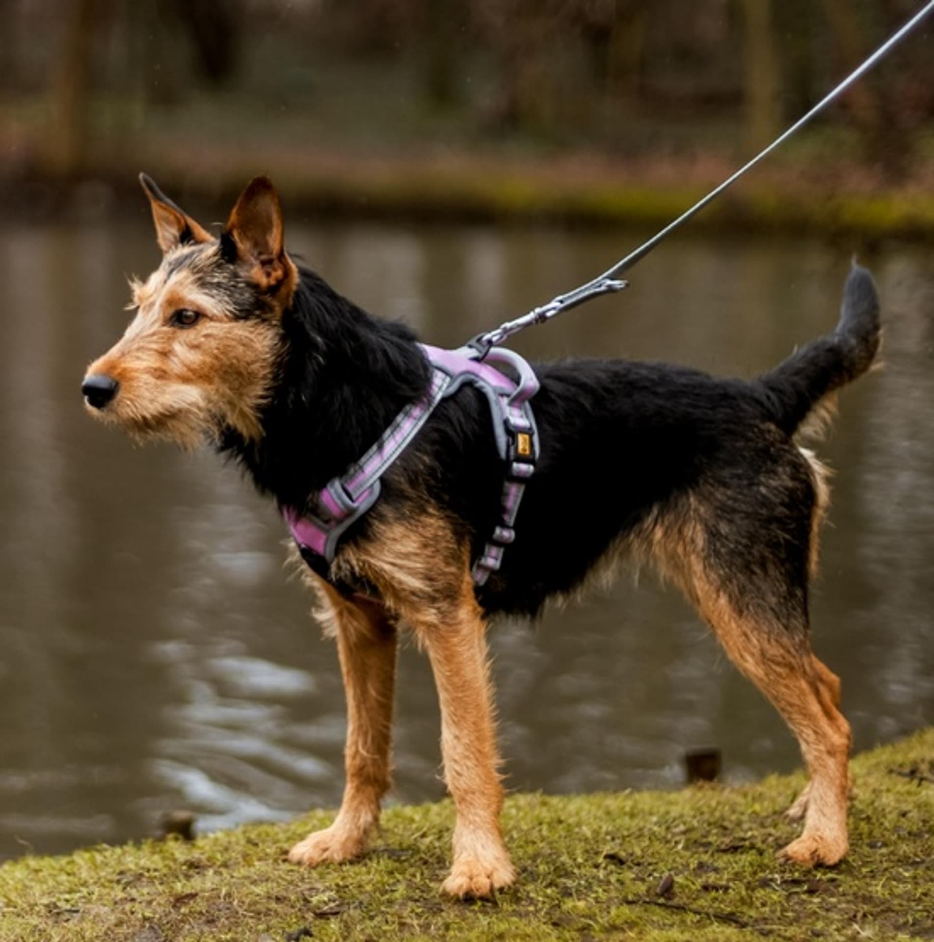 

Dingo Szelki bezuciskowe Dynamic Junior S różowe