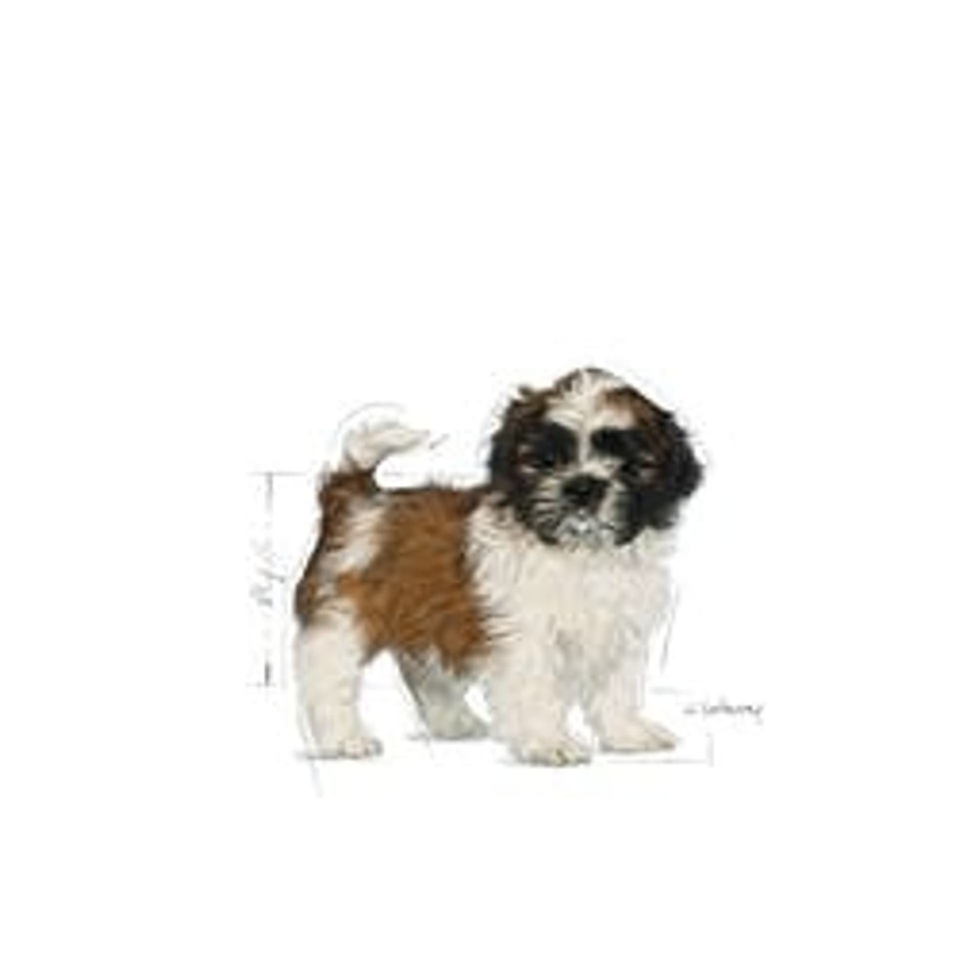 

ROYAL CANIN Shih Tzu Puppy 0,5kg