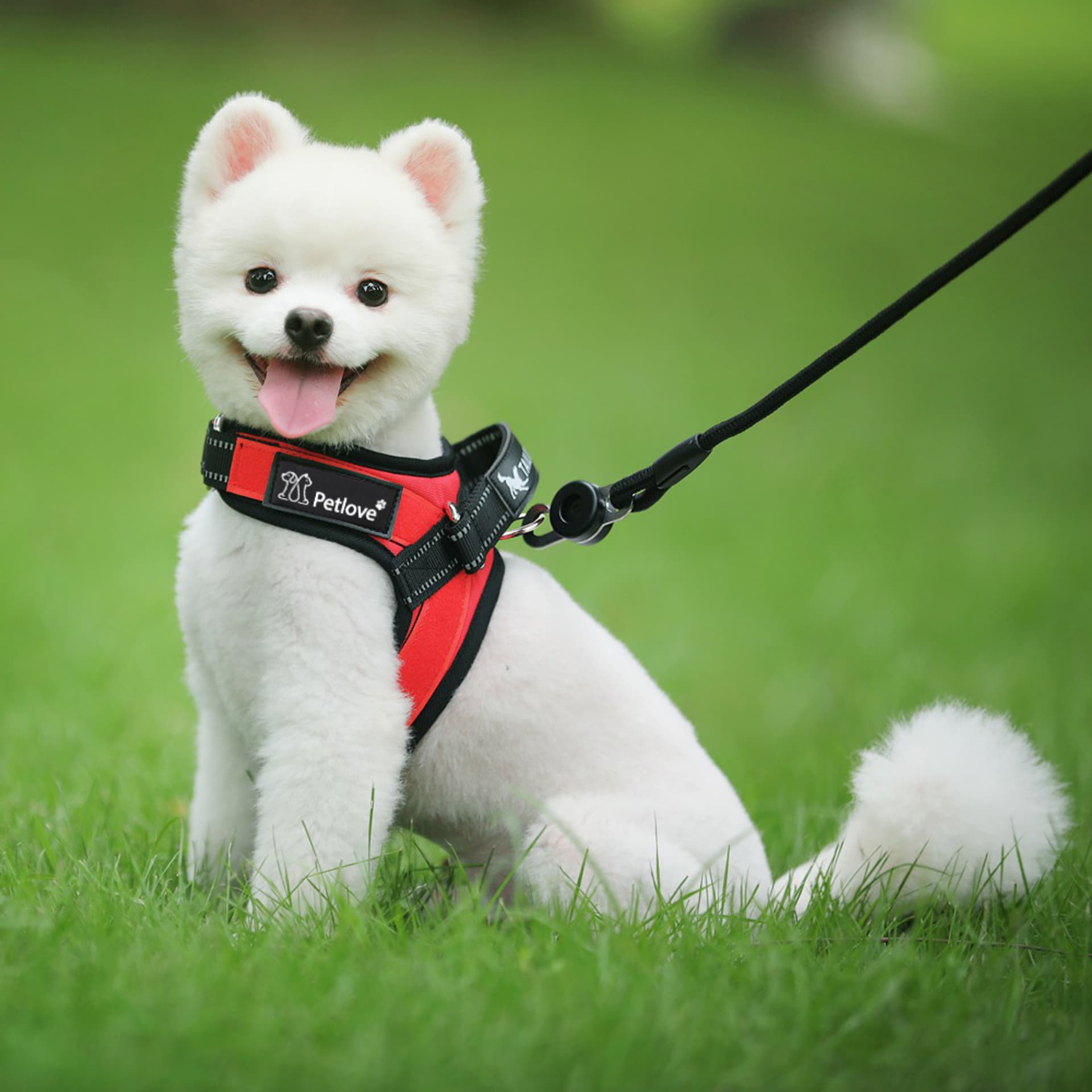 

PETLOVE Szelki dla małego psa XS czerwone [SZELMPXSRD]