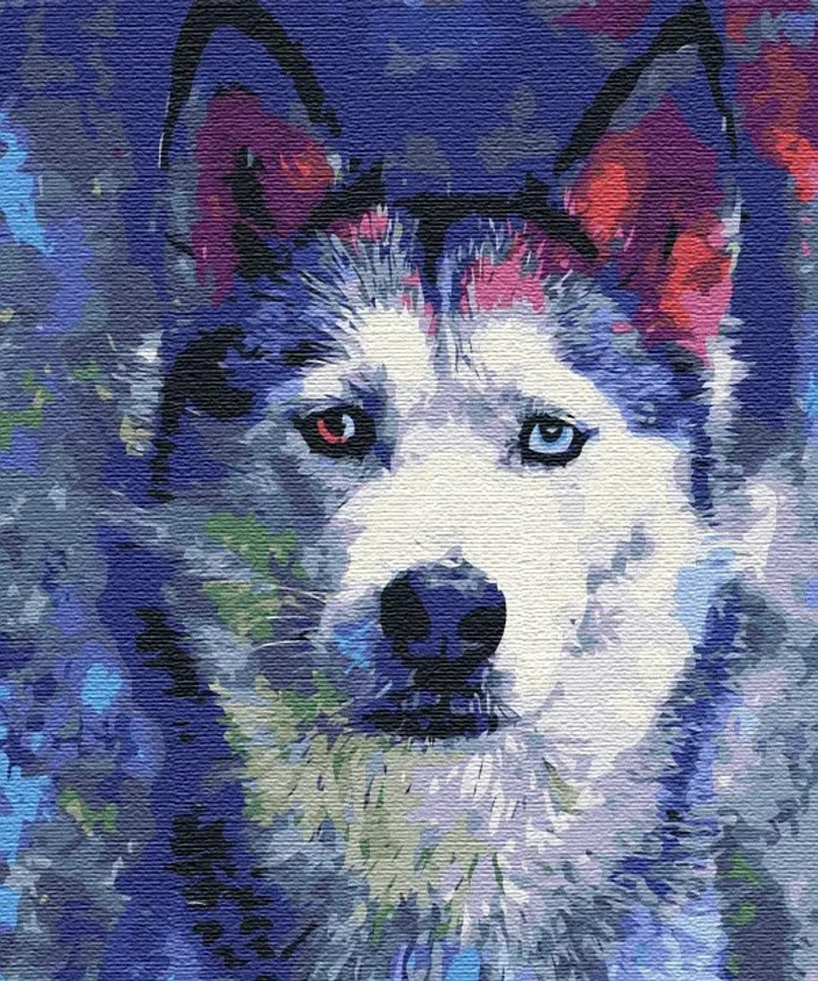 

Obraz Malowanie po numerach - Spojrzenie huskiego